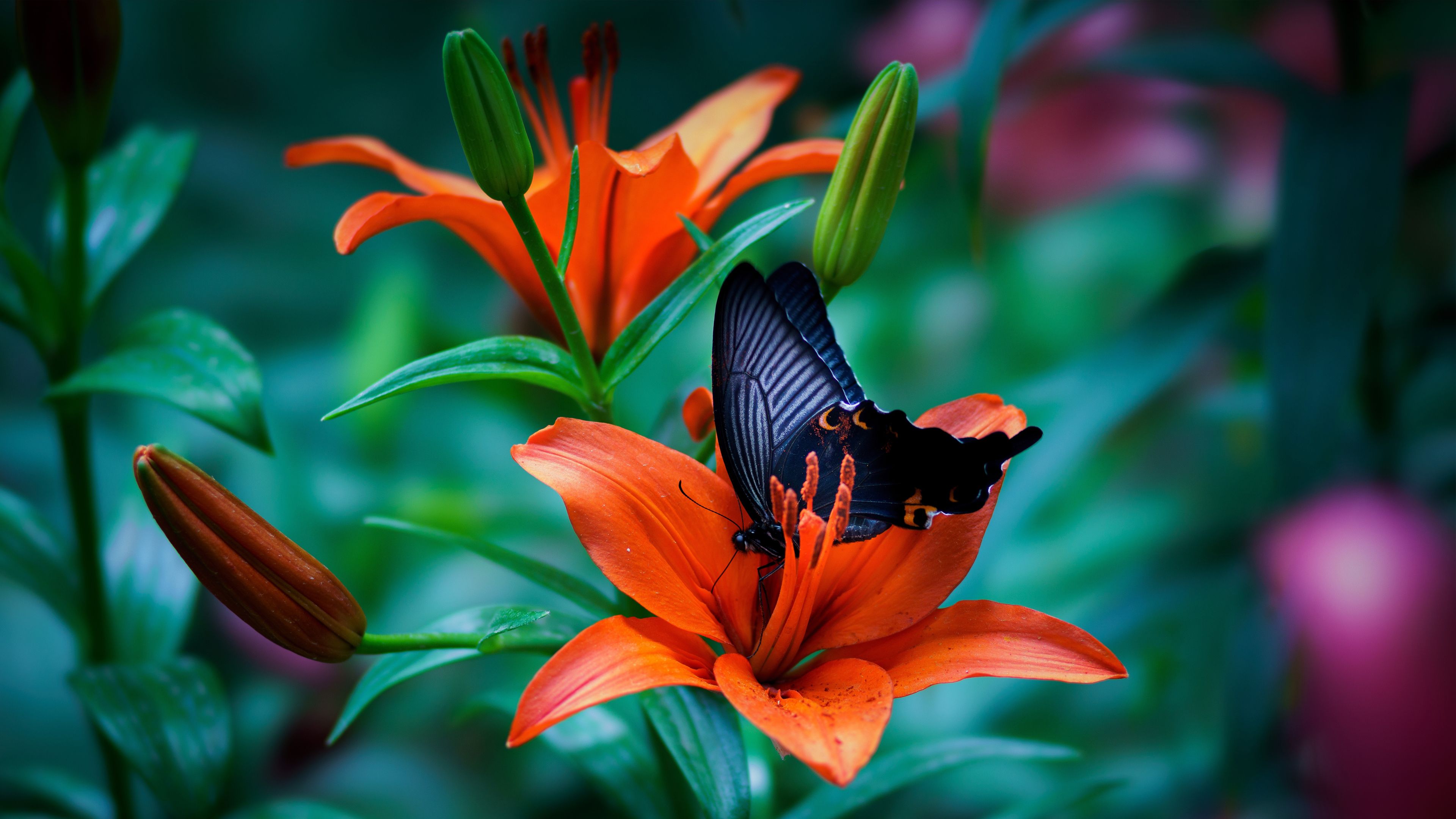 3840x2160 Flowers 4k Nature Wallpaper