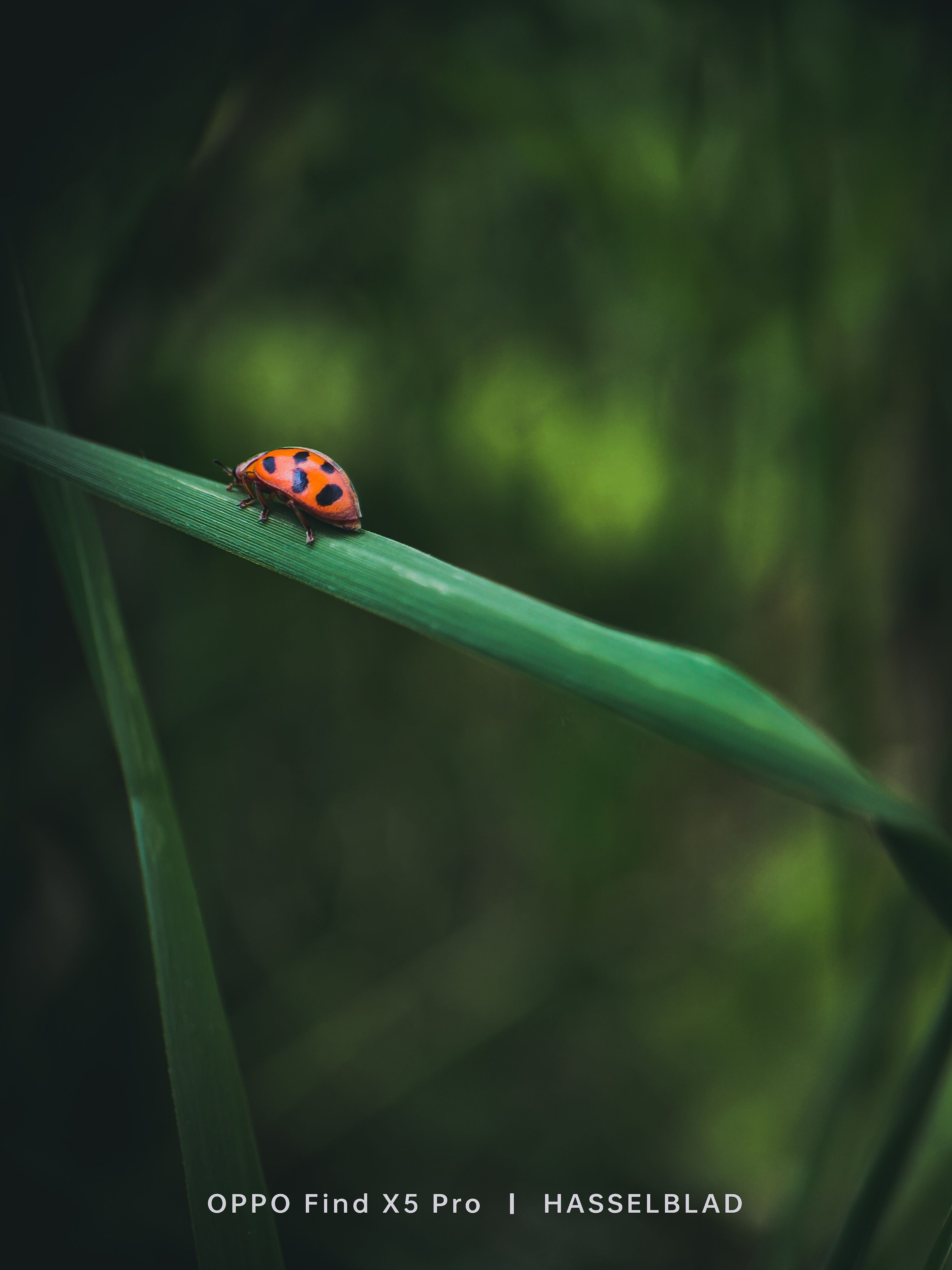 3072x4096 What does Nature and OPPO have in common?Green. Shot on OPPO