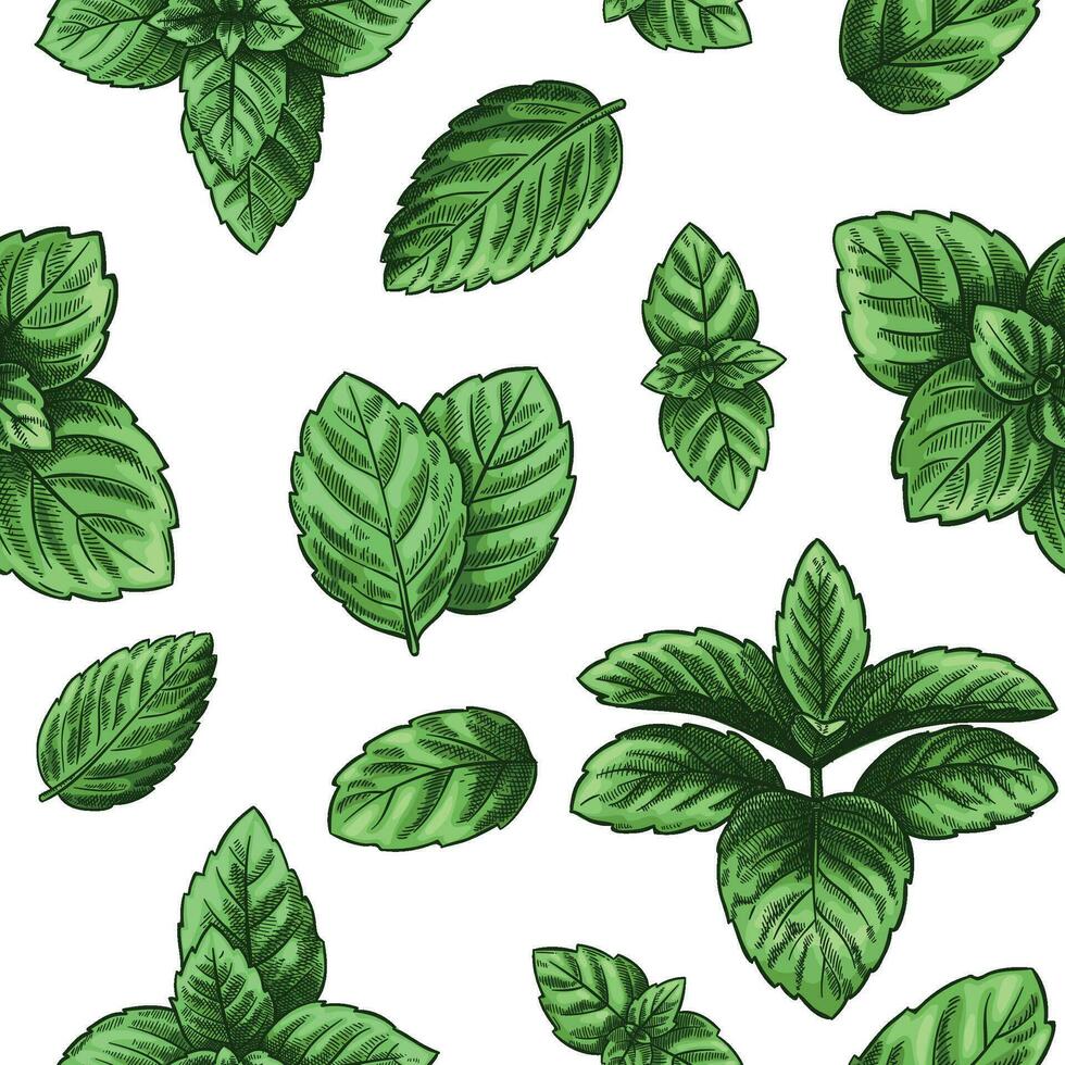 980x980 Mint seamless pattern. Green peppermint leaves, spearmint healing herb. Melissa botanical vector wallpaper print texture