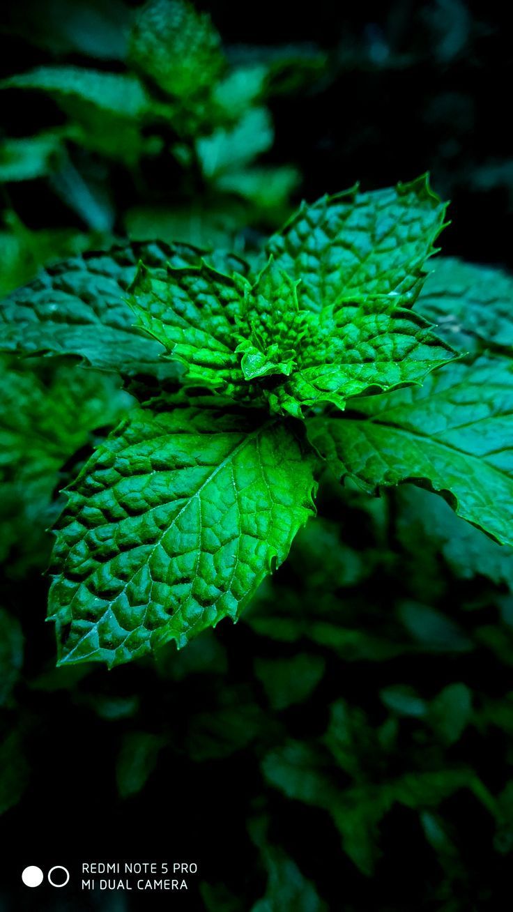 736x1308 Pudina Mint Wallpaper