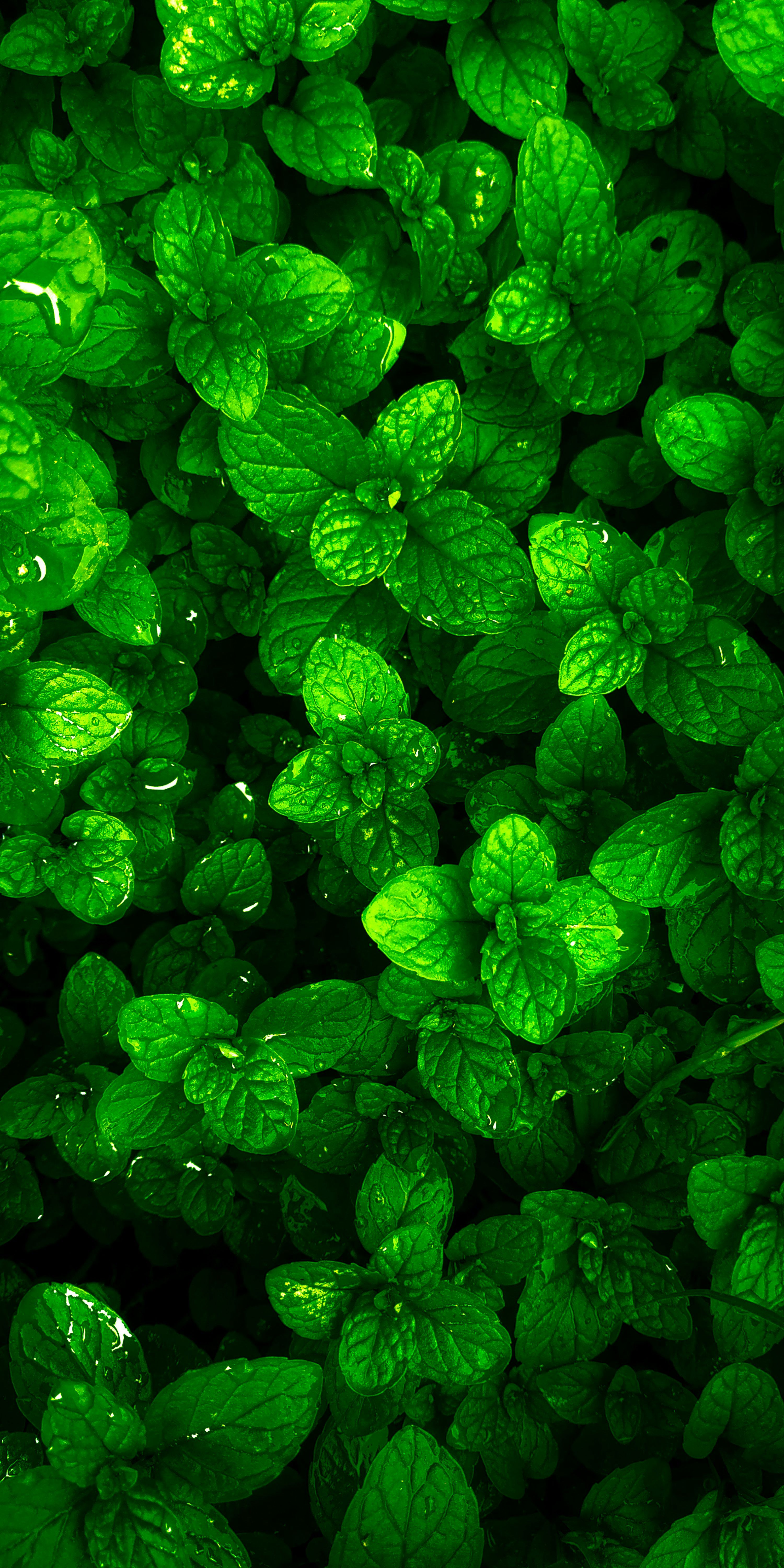 3000x6000 Spearmint Picture. Download Free Image