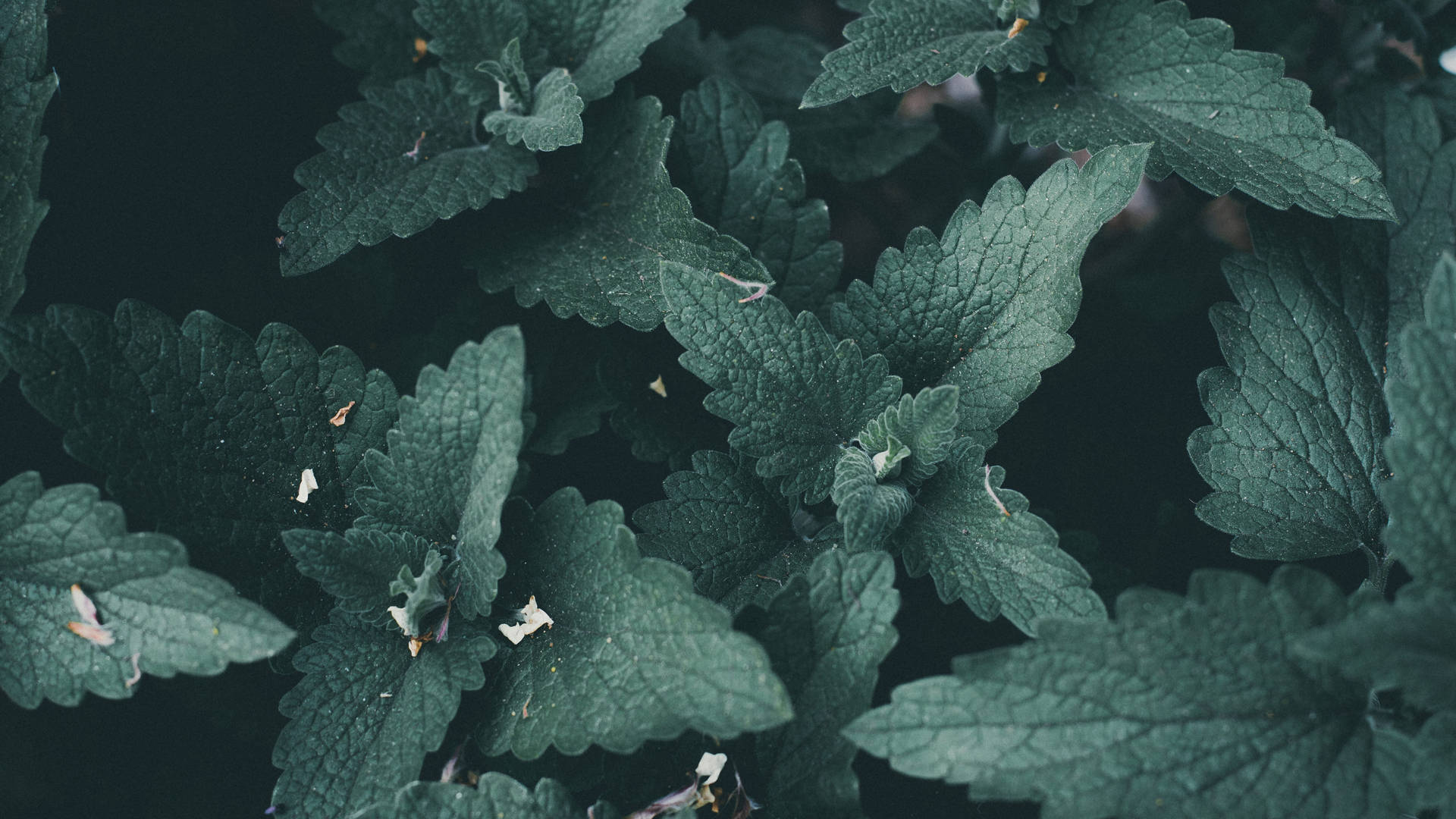 1920x1080 Download Mint Leaves Plant 4K Desktop Background Wallpaper