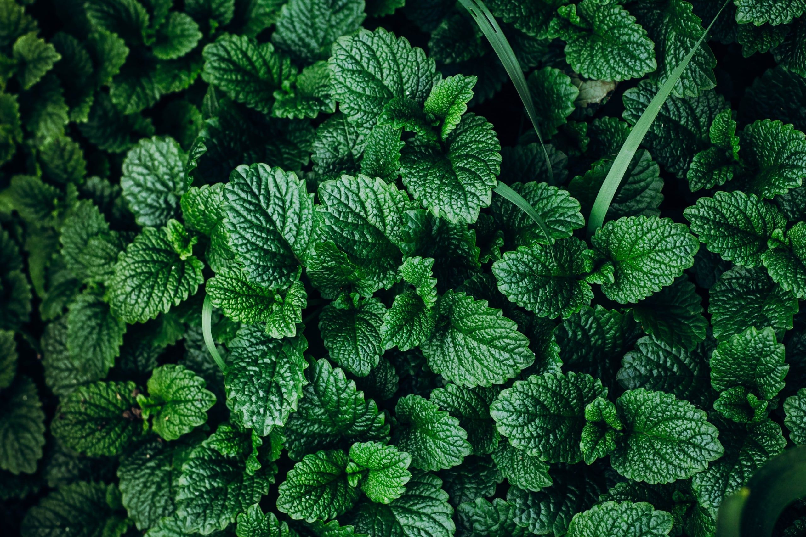 2560x1707 Spearmint Wallpaper