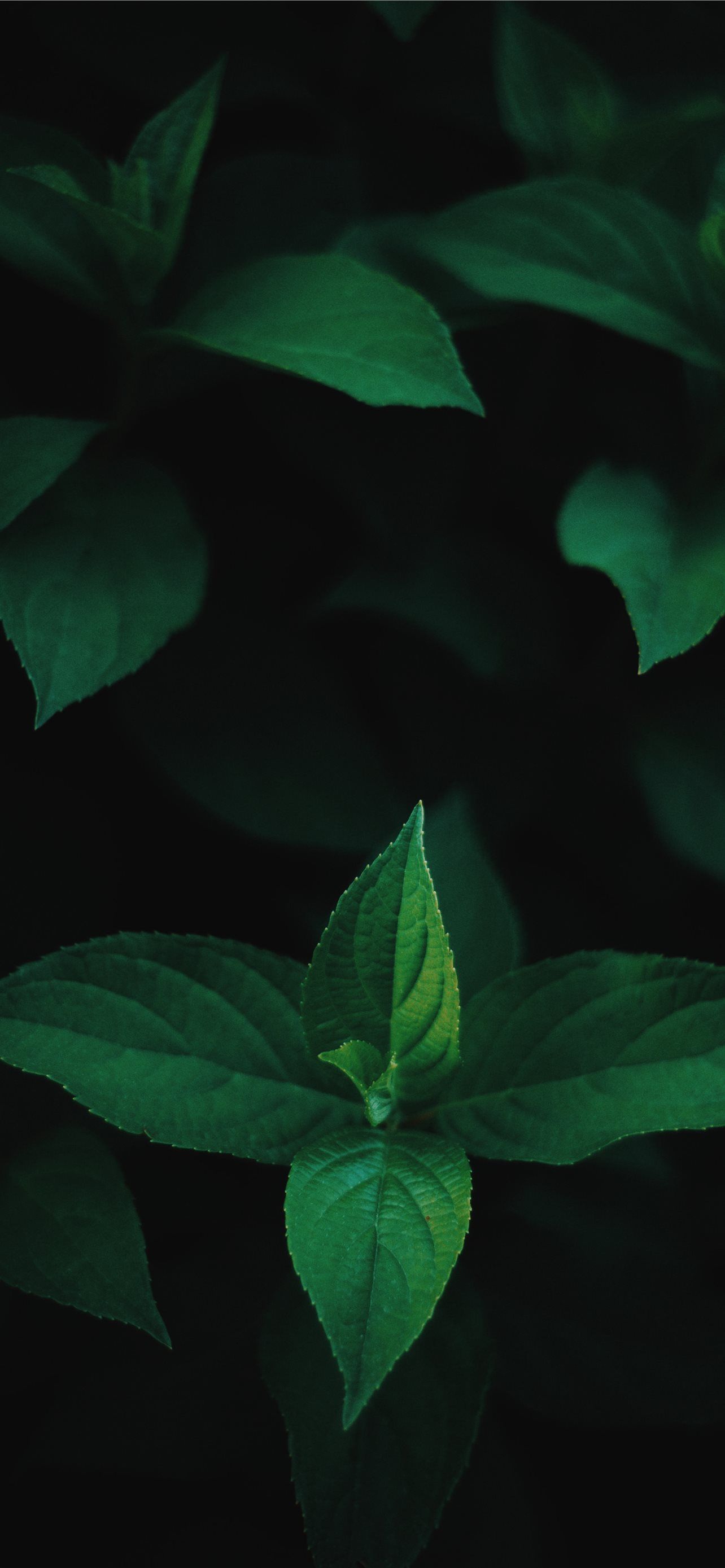 1284x2778 green mint on black background iPhone Wallpaper Free Download