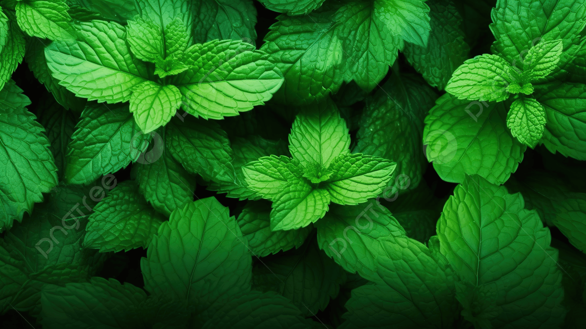 1200x673 Vibrant Mint Leaves Wallpaper Texture Fresh Green Background For Graphic Design And Fabric, Spearmint, Peppermint, Mint Background Image And Wallpaper for Free Download