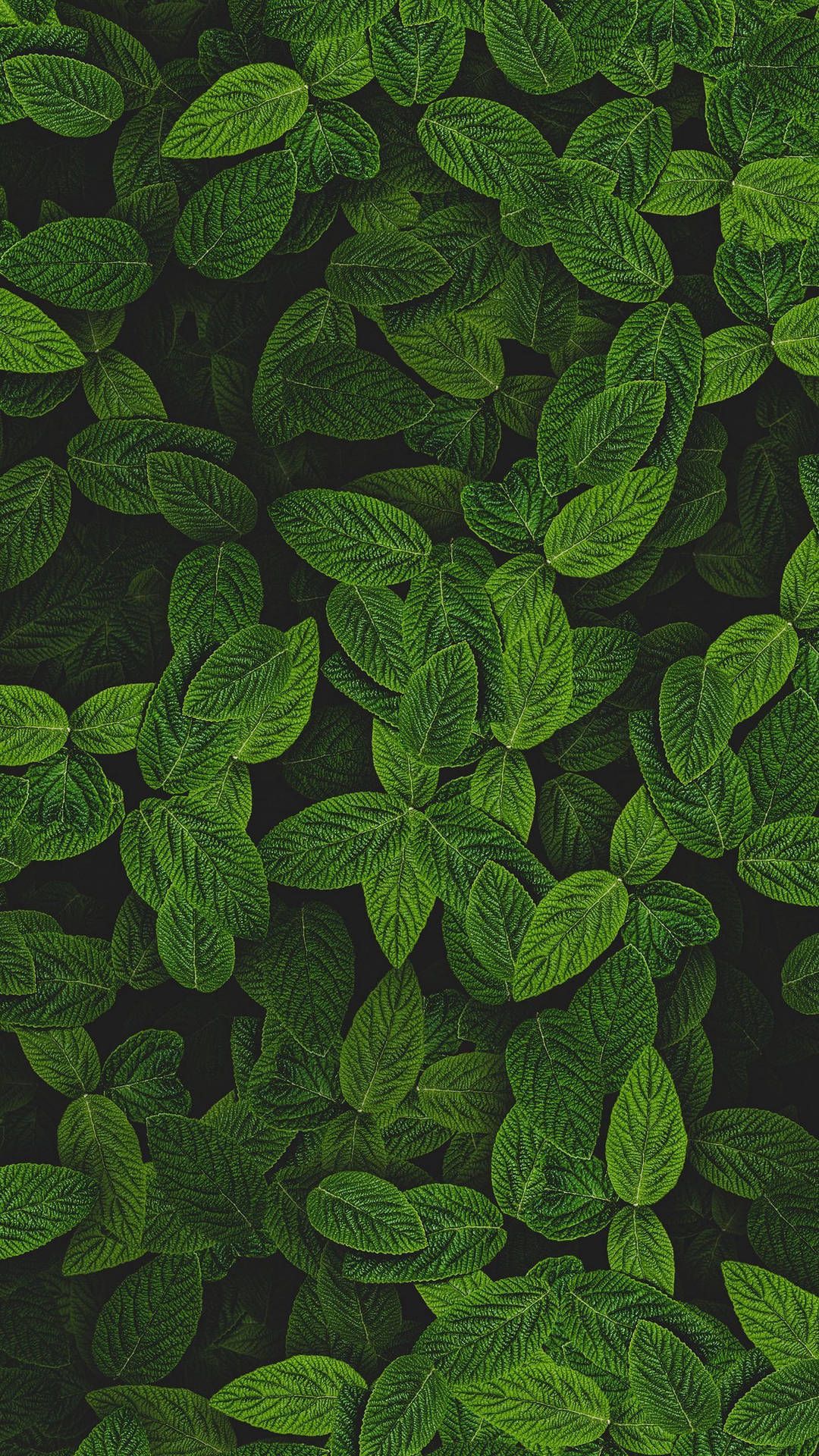 1080x1920 Download Peppermint Mint Plant Wallpaper