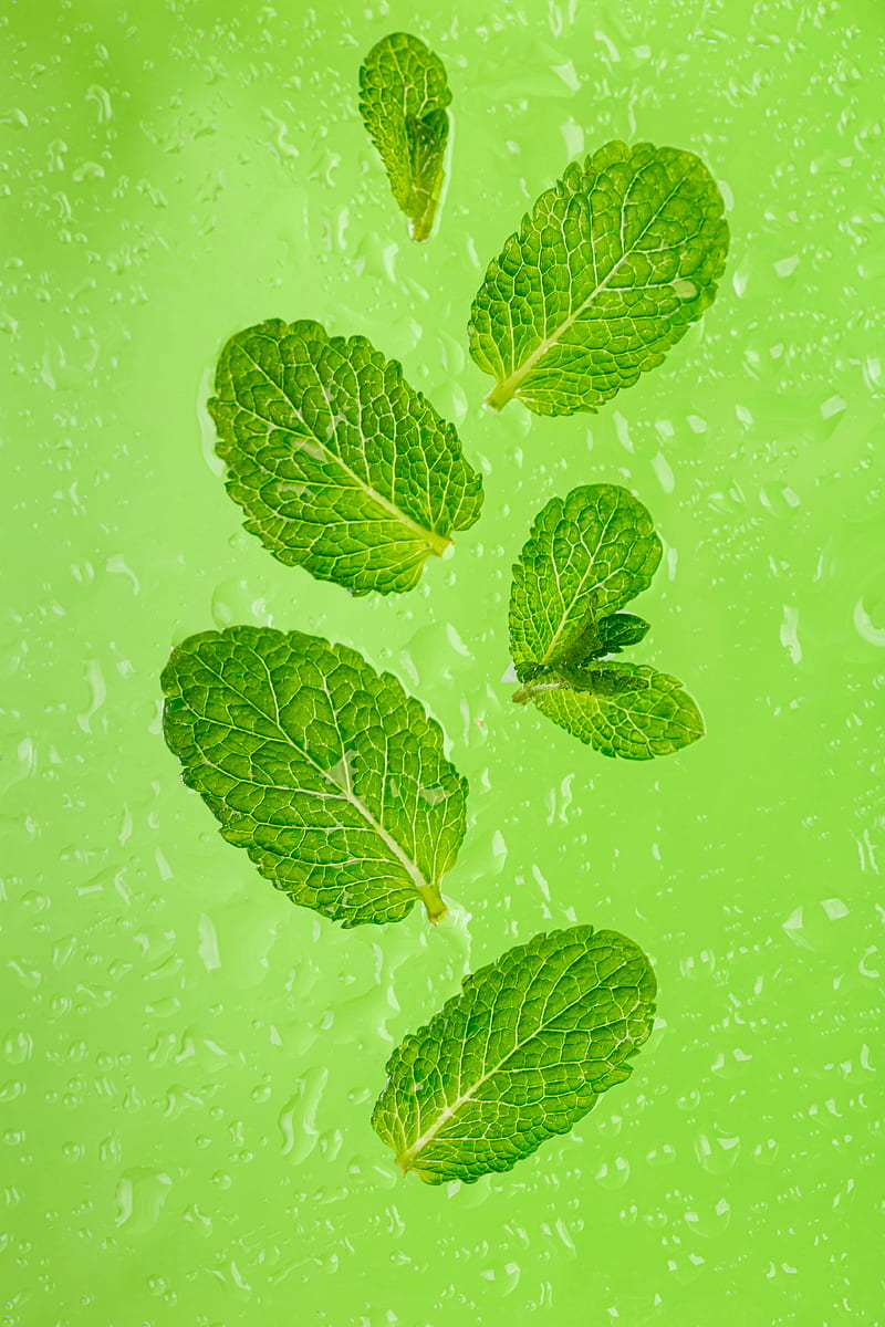 800x1200 HD mint leaves wallpaper