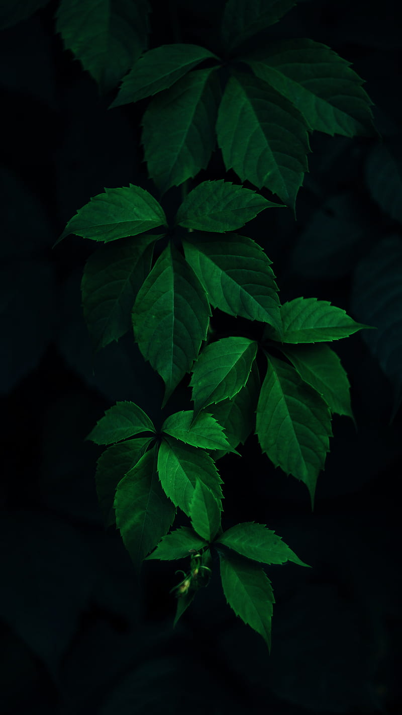 800x1422 Mint Green, Green leaves, Zoran, blooming, bush, closeup, dark, dark green, deep, HD phone wallpaper
