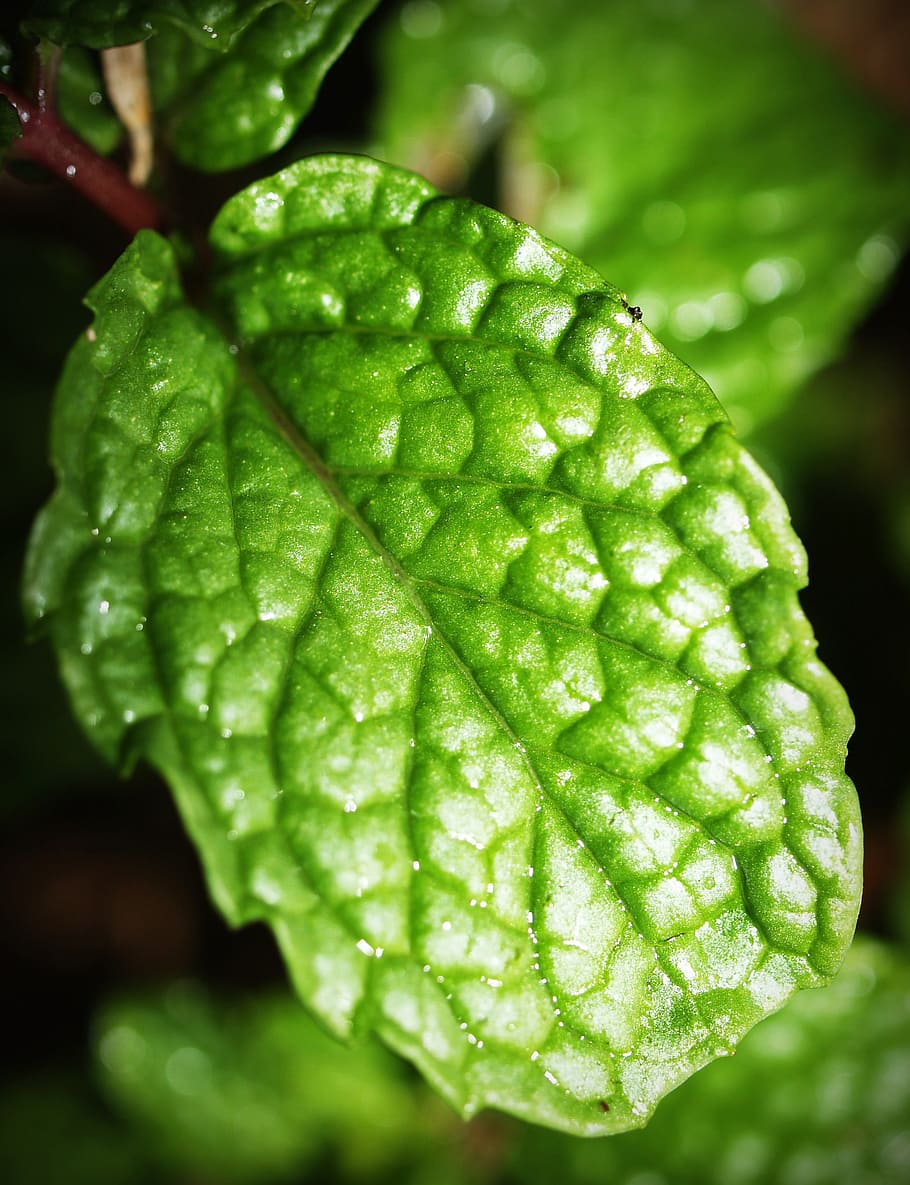 910x1185 HD wallpaper: mint, leaf, menthol, herb, peppermint, fresh, spearmint, green
