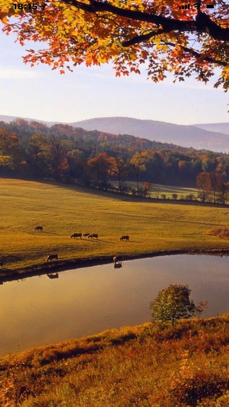 800x1422 Texas landscape, cows, HD phone wallpaper