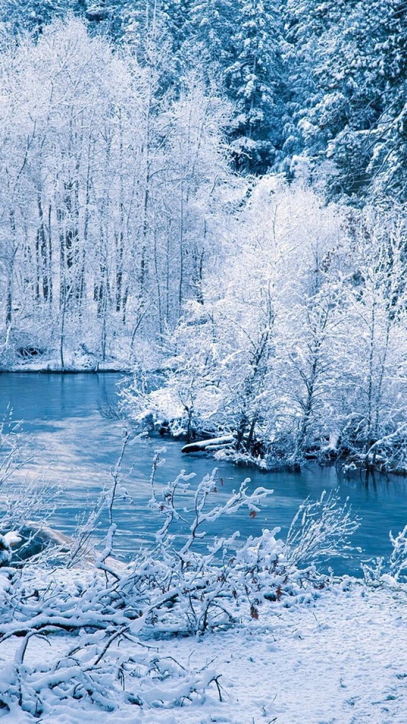 800x1422 Winter, blue, cold, forest, lake, landscape, nature, snow, tree, white, HD phone wallpaper