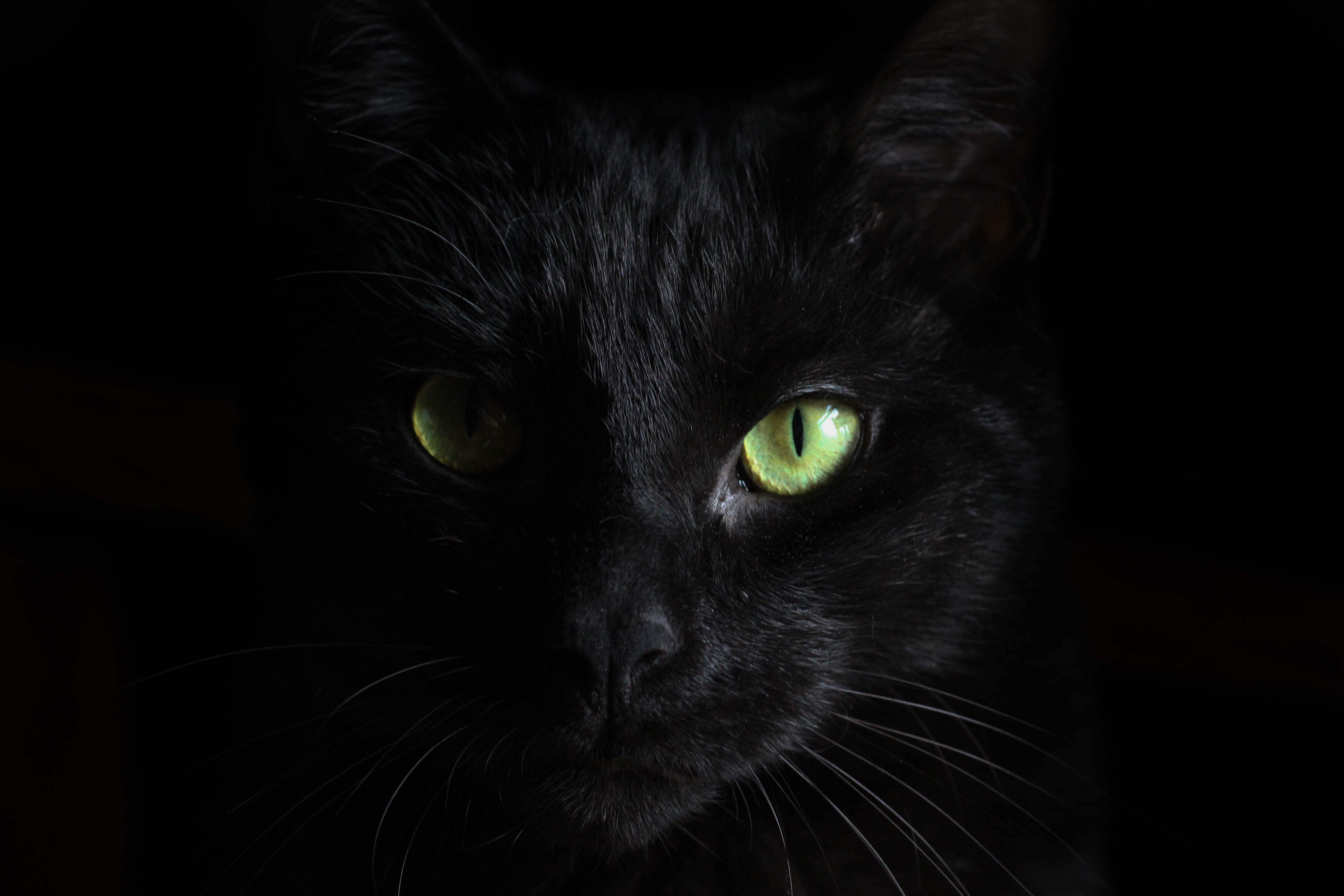 5184x3456 Why 'Cat People' is the Best Horror Film of the 1940s. by Brian Rowe. Read. Watch. Write. Repeat