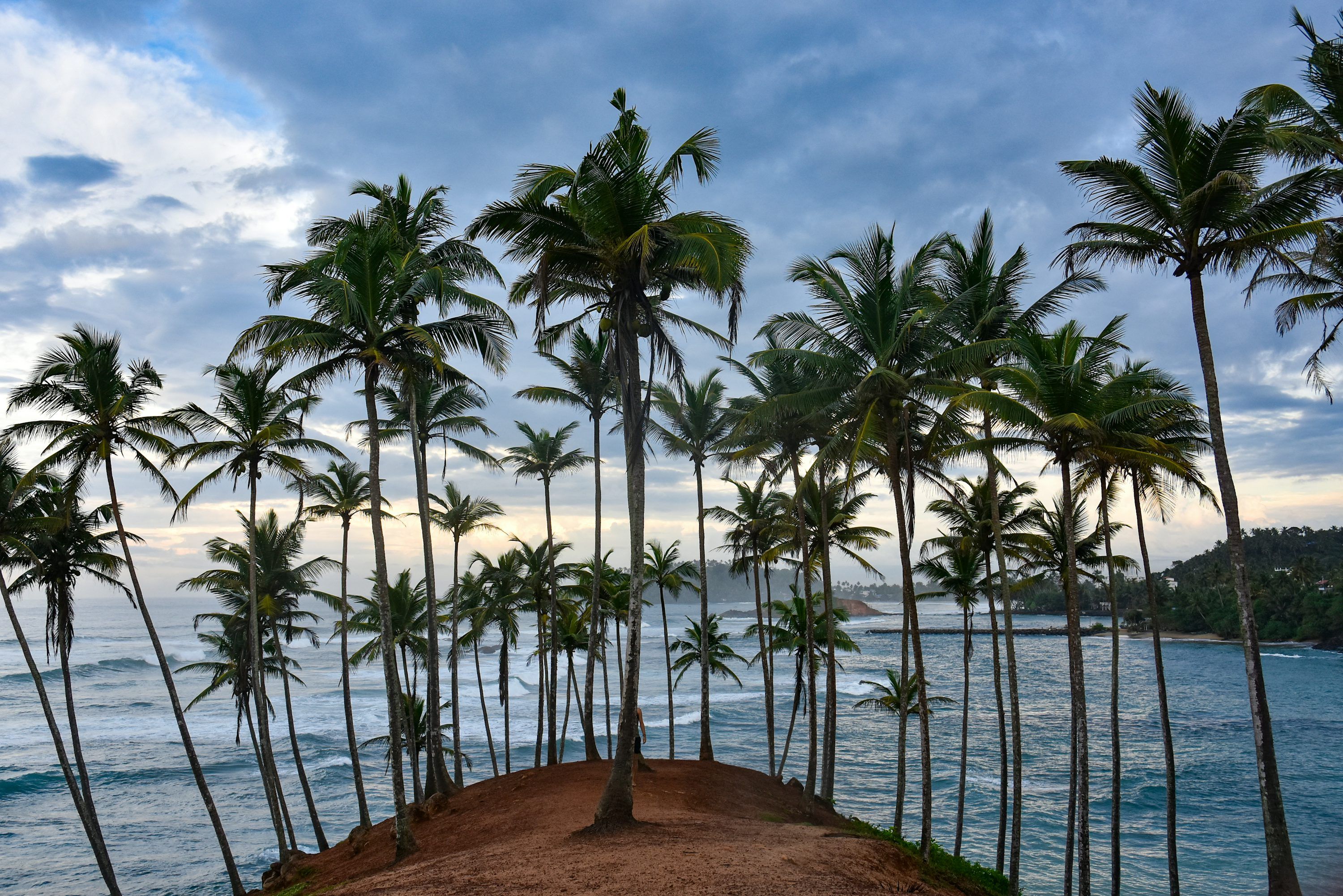 3000x2002 Palm trees on brown sand beach during daytime photo