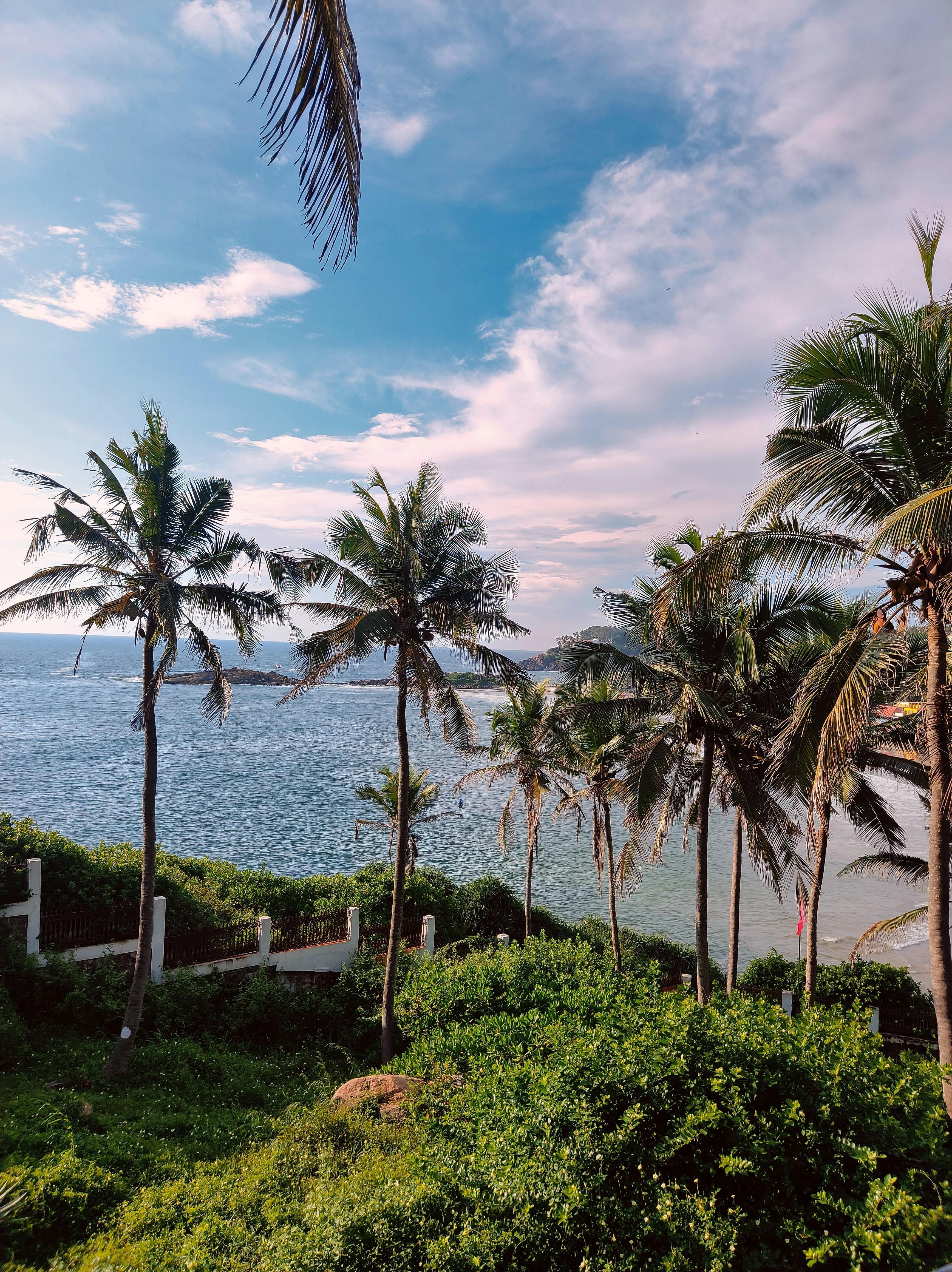 3472x4640 Scenic Palm Trees in Mirissa, Sri Lanka · Free