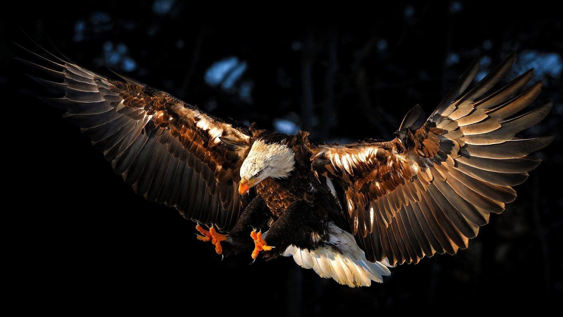 1920x1080 Bald Eagle HD Wallpaper and Background Image