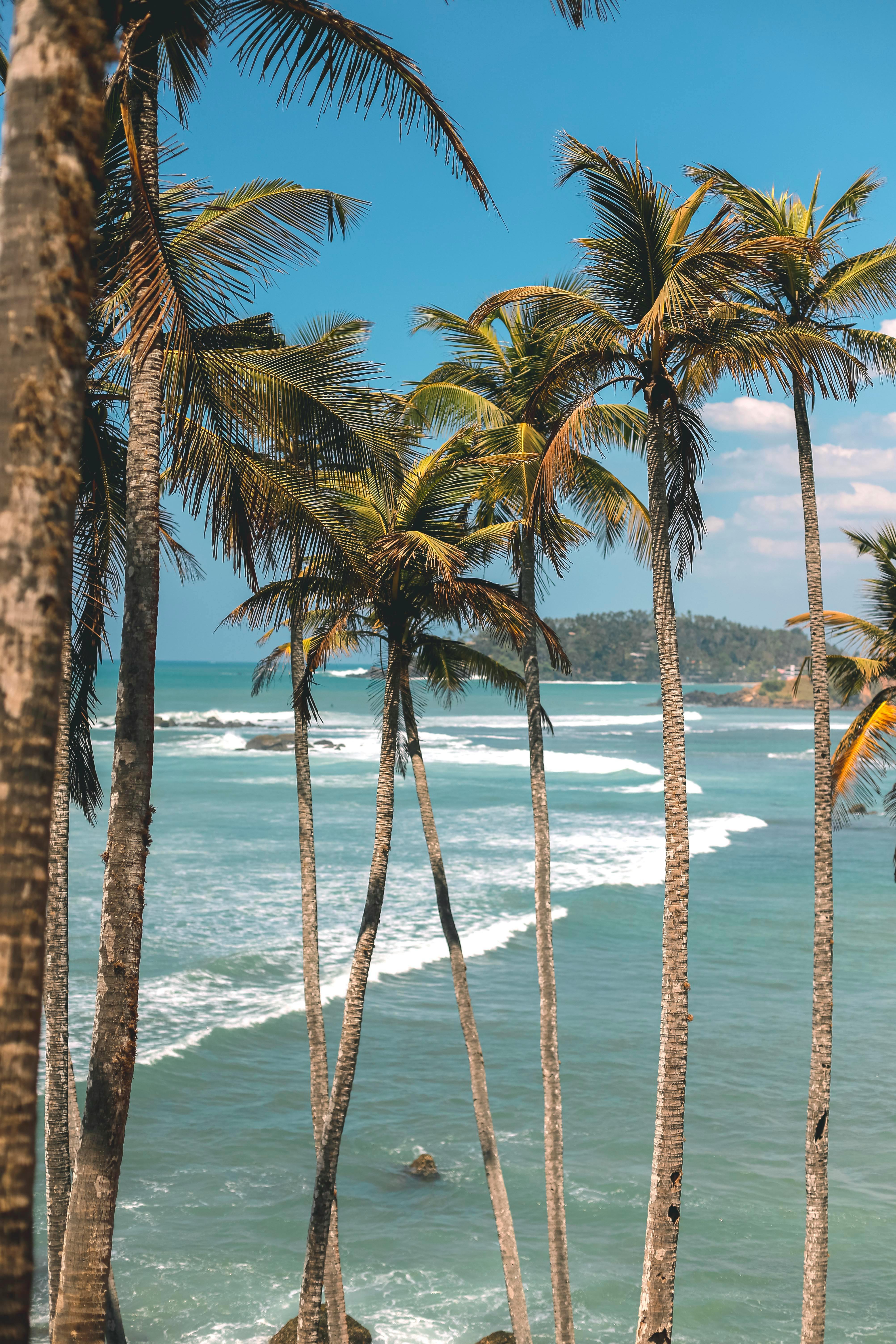 4010x6015 Palm Trees near Sea · Free