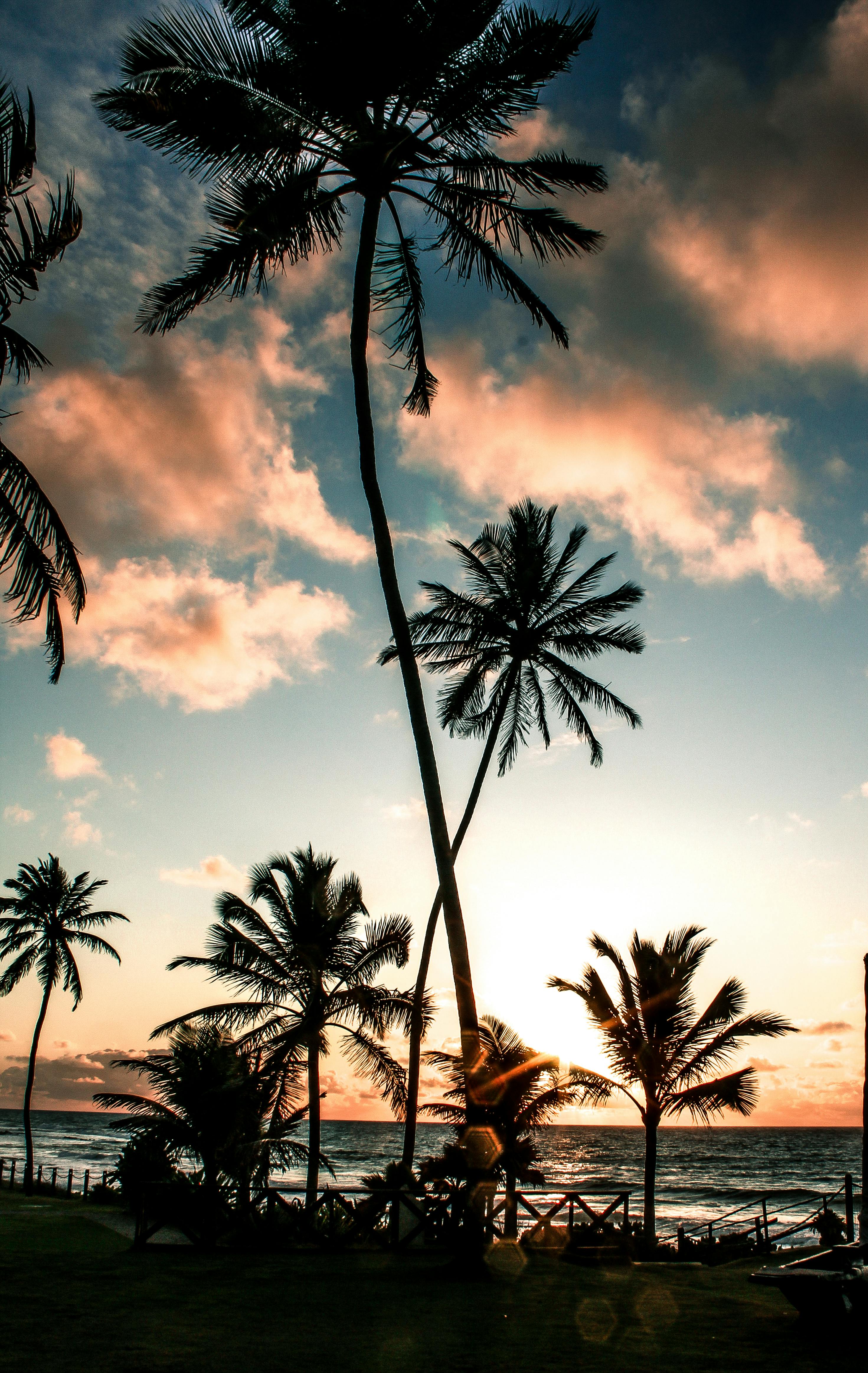 2941x4650 Tropical Palm Trees at Sunset in Mirissa, Sri Lanka · Free