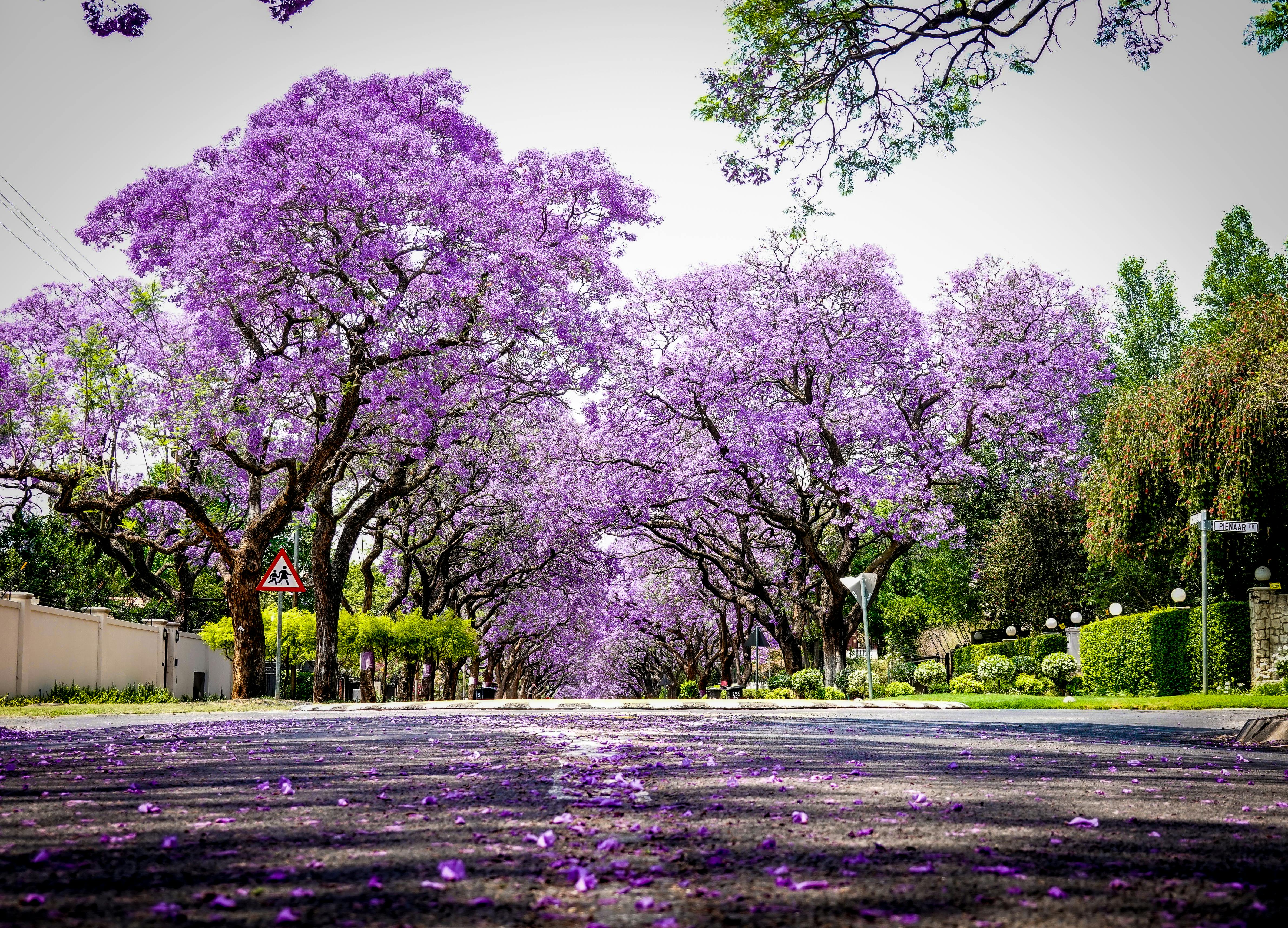 4763x3434 Jacaranda Tree Photo, Download The BEST Free Jacaranda Tree & HD Image