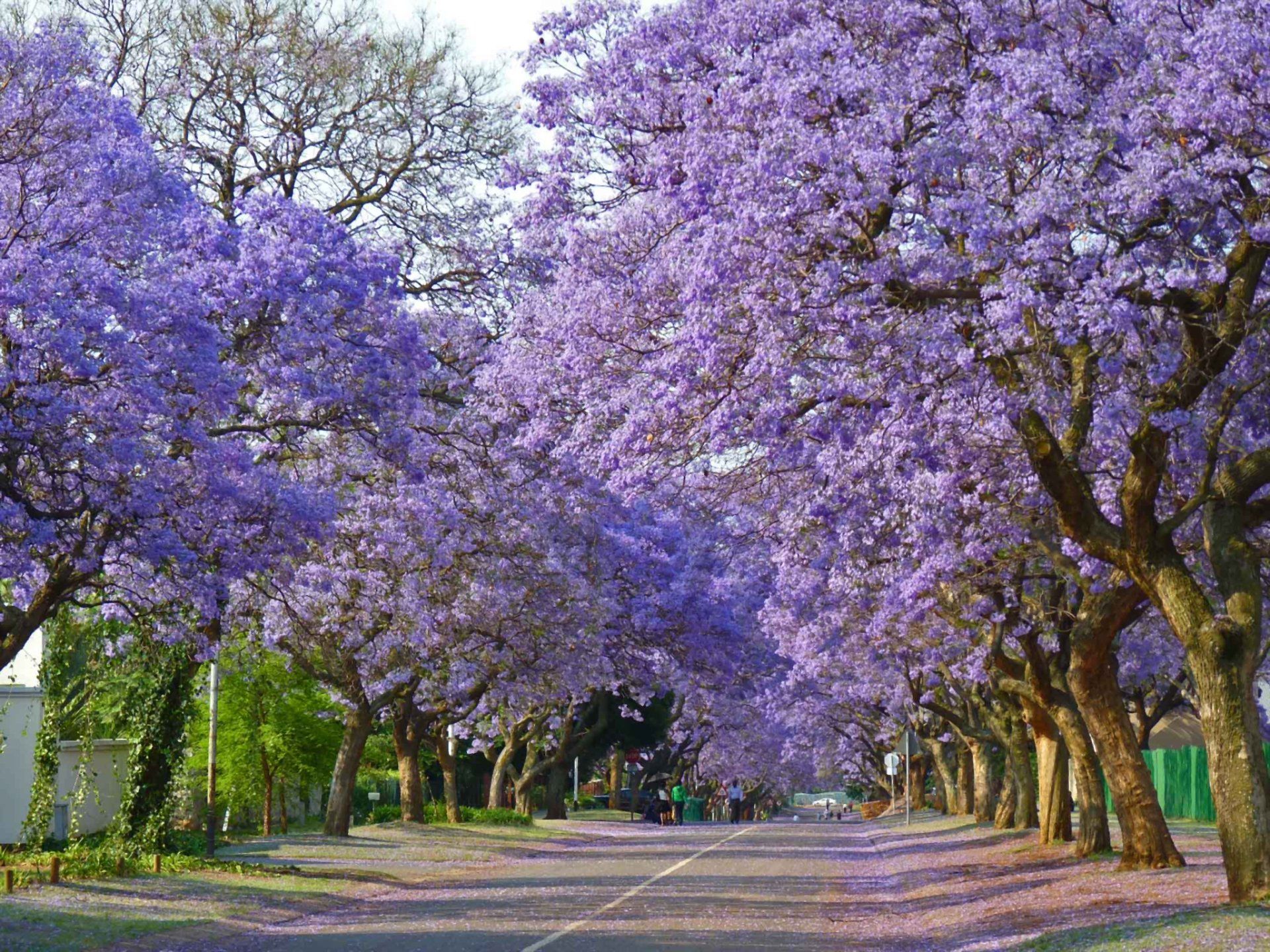 1920x1440 Spring Jacaranda Boulevard: A Stunning Tree Lined Urban Escape In HD