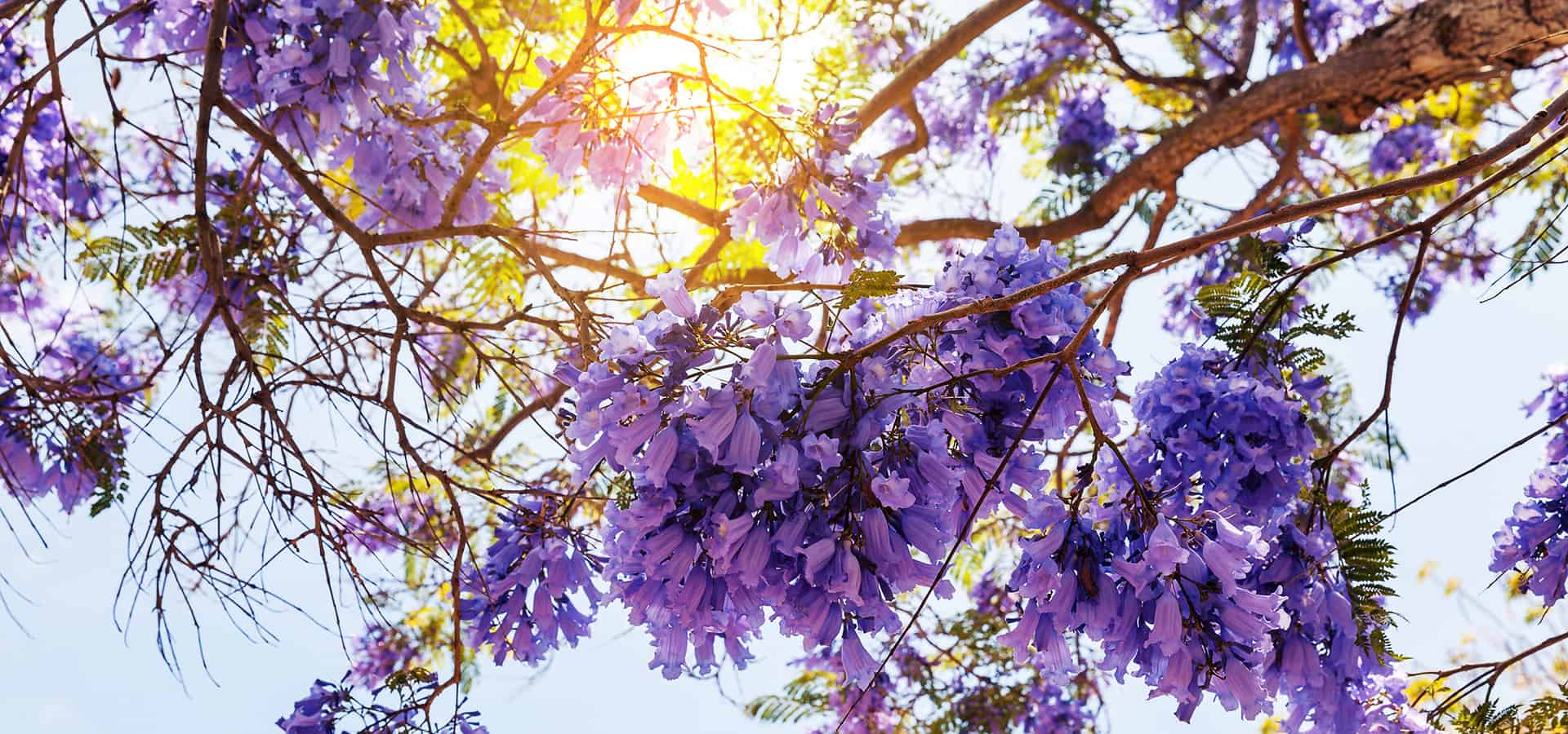 1920x900 We Can Thank This Woman for SoCal's Familiar Jacaranda Trees