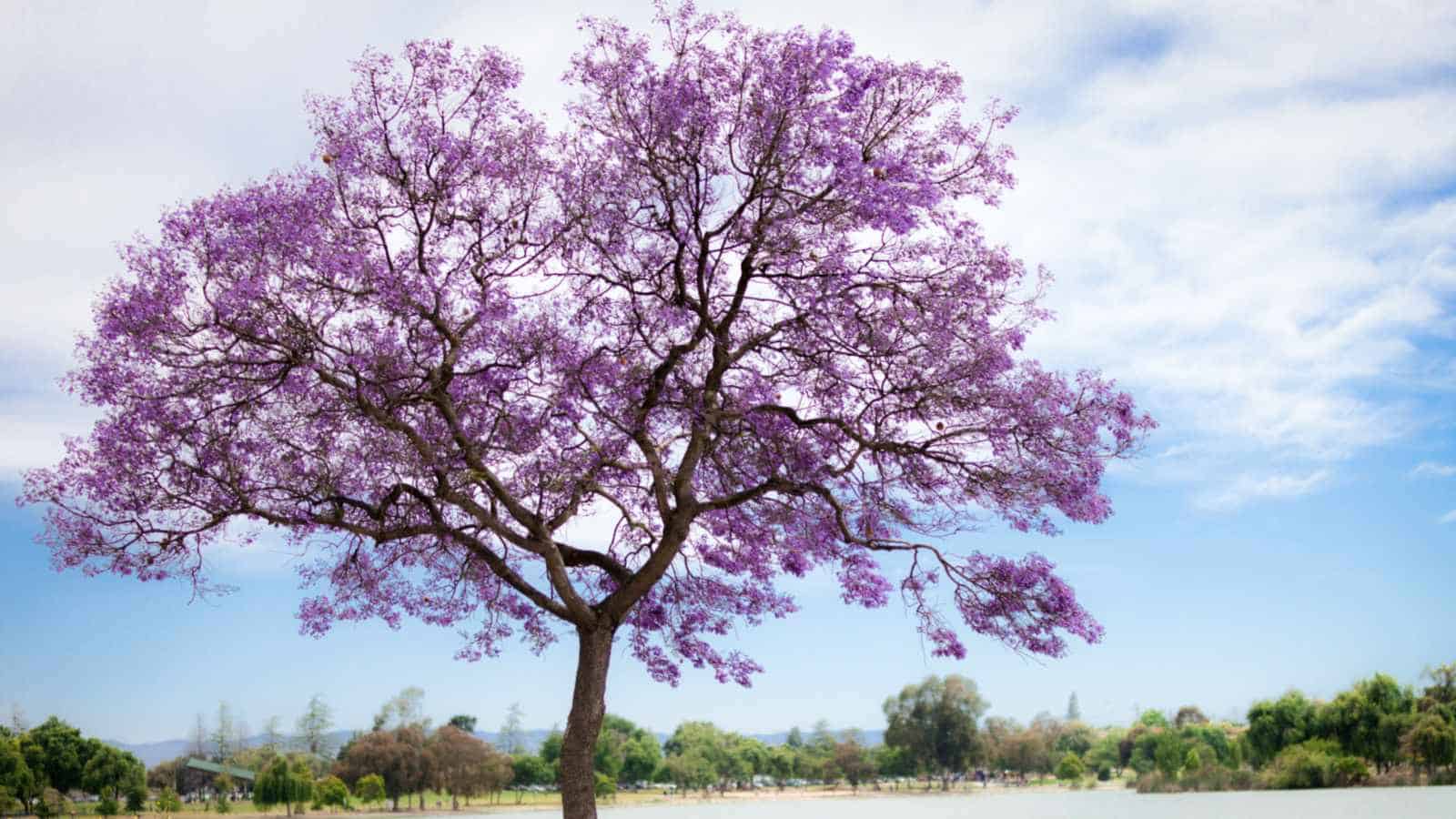 1600x900 How to Plant, Grow, and Care for Jacaranda Tree Easily