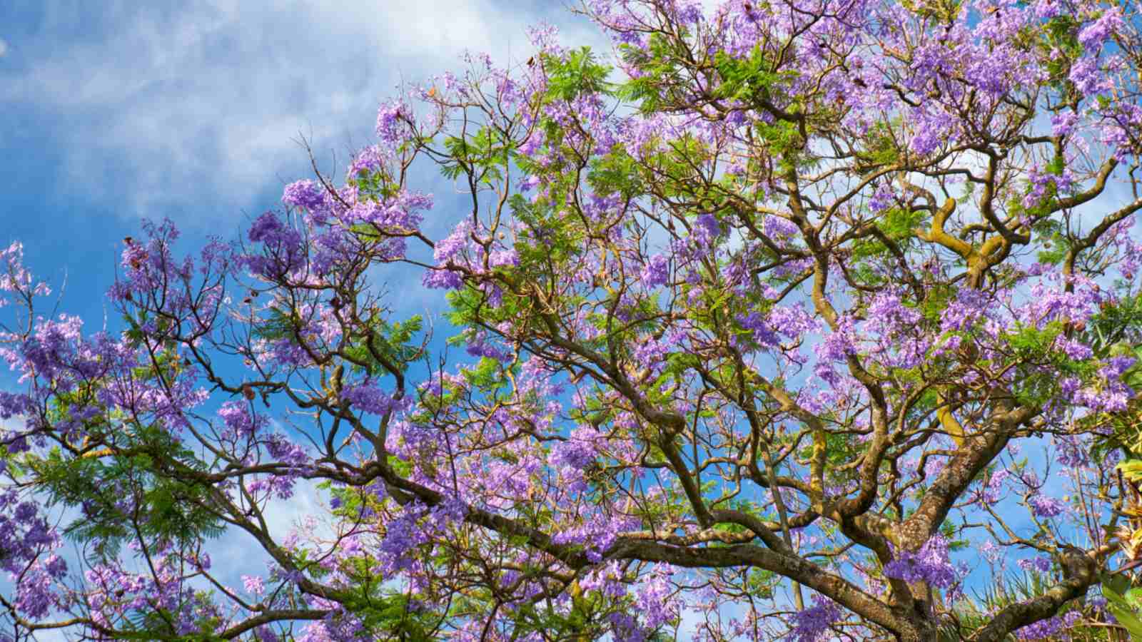 1600x900 How to Plant, Grow, and Care for Jacaranda Tree Easily