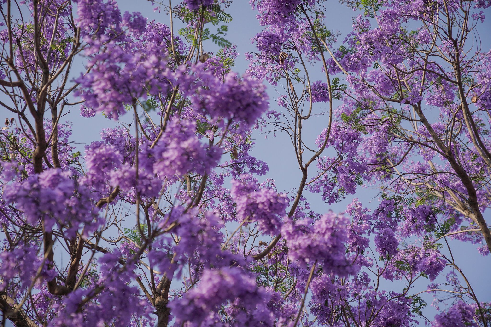 2048x1366 Merchant of Landscapes': The Lasting Footprint of a Japanese Gardener in Mexico