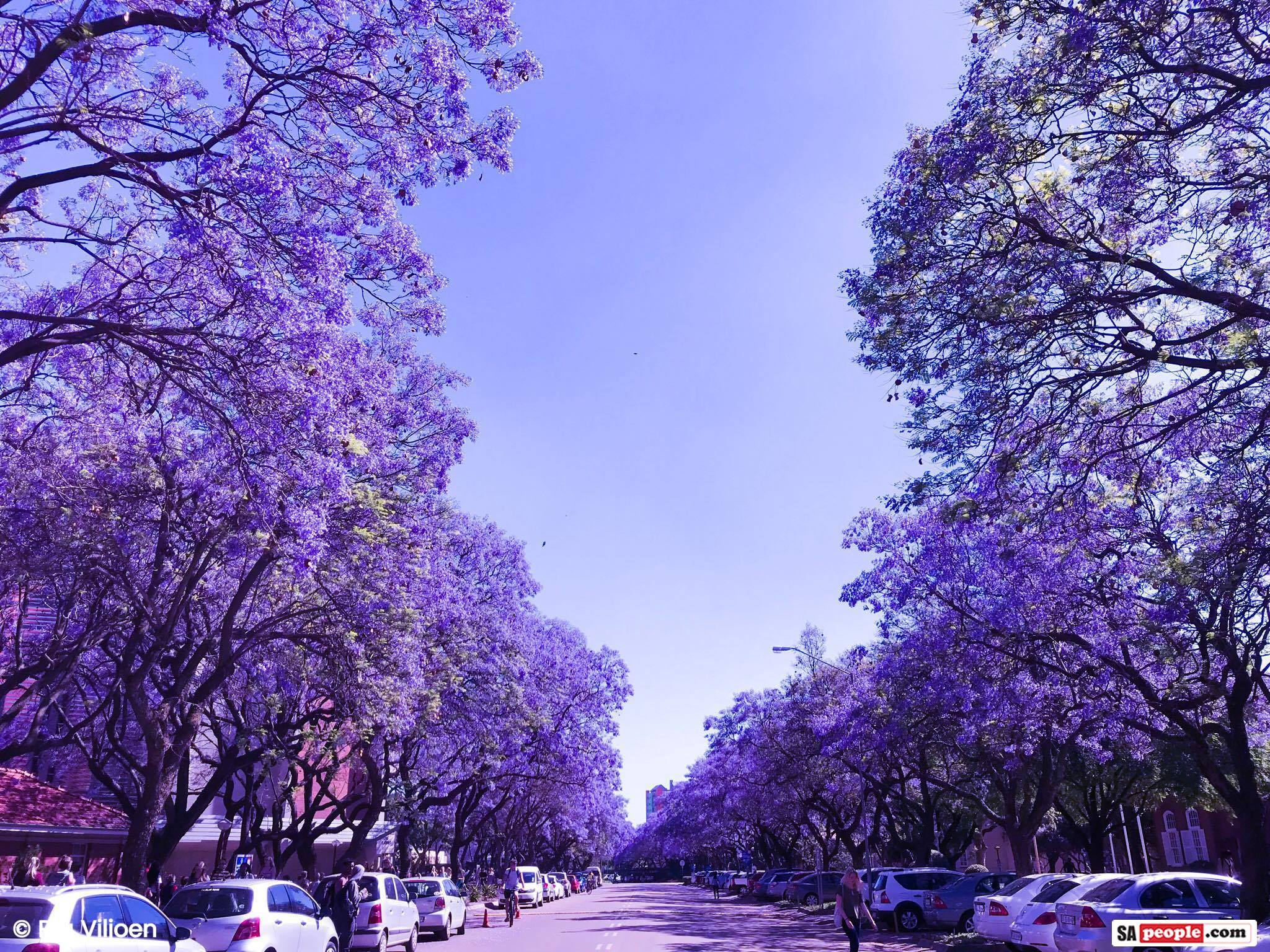 2048x1536 Jacaranda Tree Photo: Purple and White Blossoms in 'Jacaranda City', Pretoria, South Africa