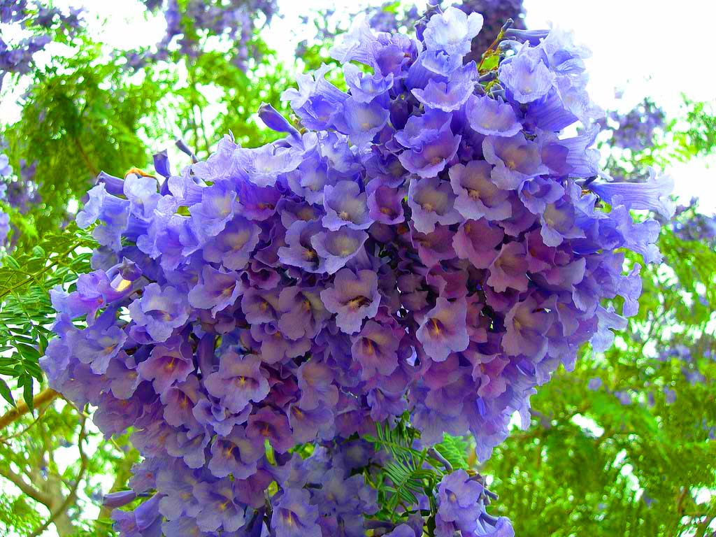 1024x768 Jacaranda Mimosifolia Fern Tree 20 1500 Seeds, Blue Fragrant Ornamental Bonsai