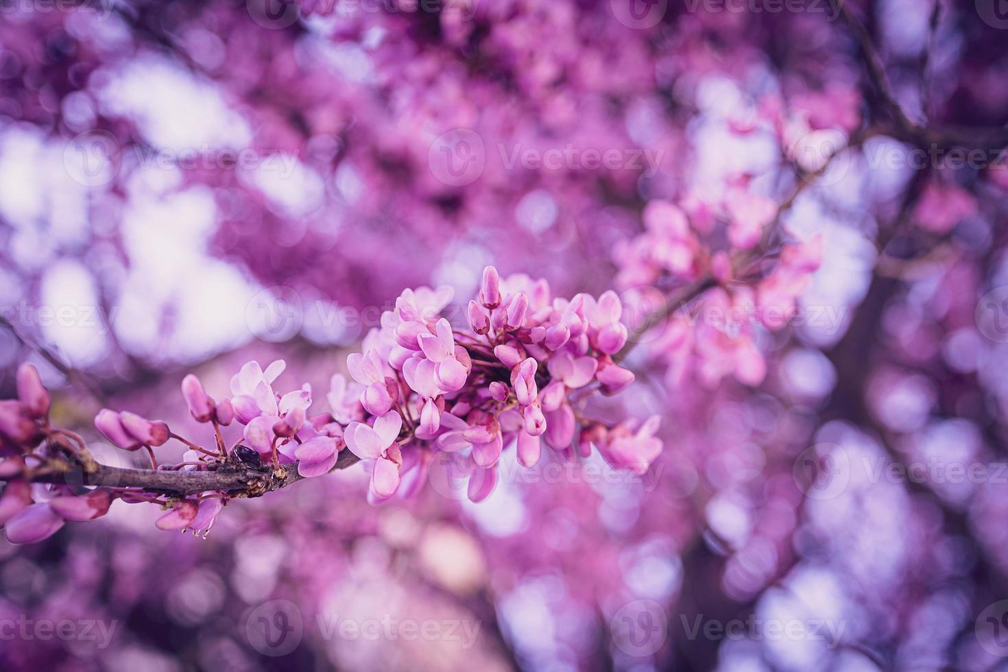 1470x980 beautiful violet blooming Jacaranda tree on a warm spring day in Spain