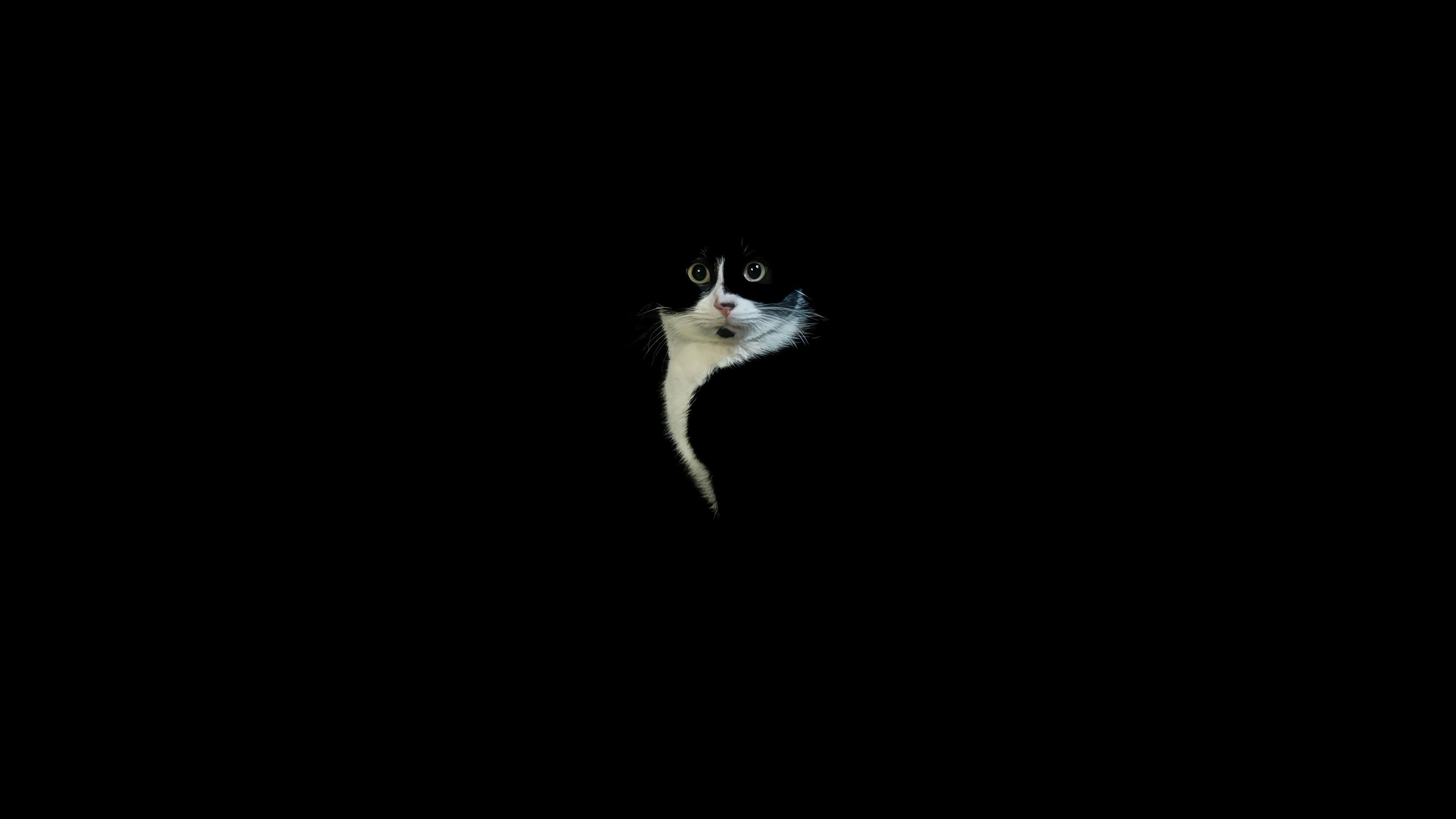 3840x2160 Black Cat Wallpaper 4K HD PC b