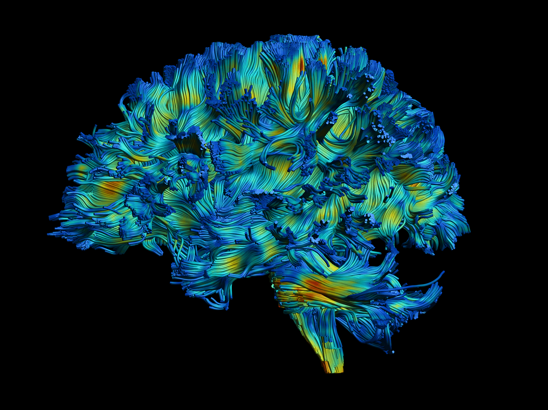 1912x1431 Neuroanatomy Wallpaper