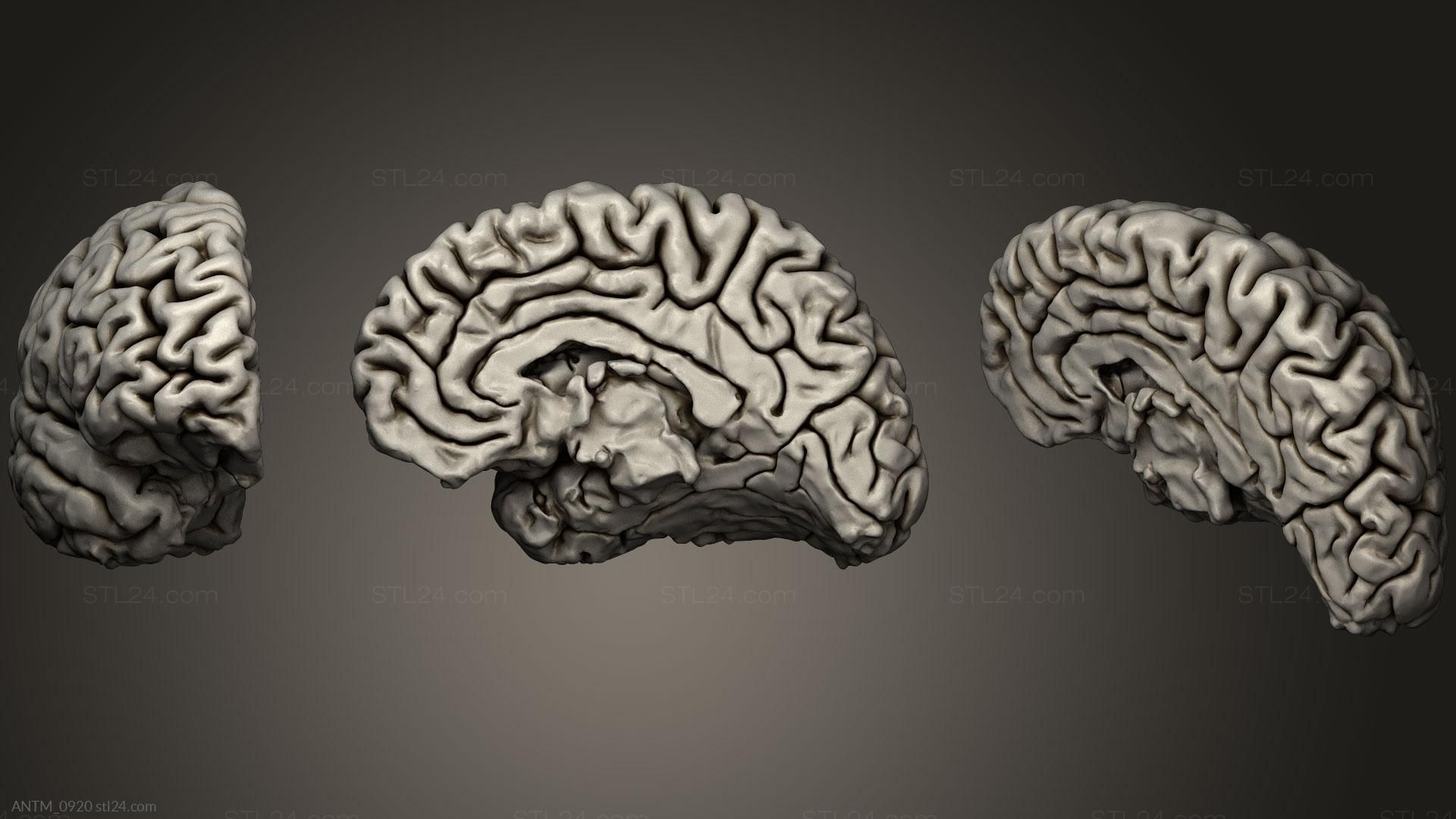 1920x1080 3D model (stl) Neuroanatomy Brain Cortex