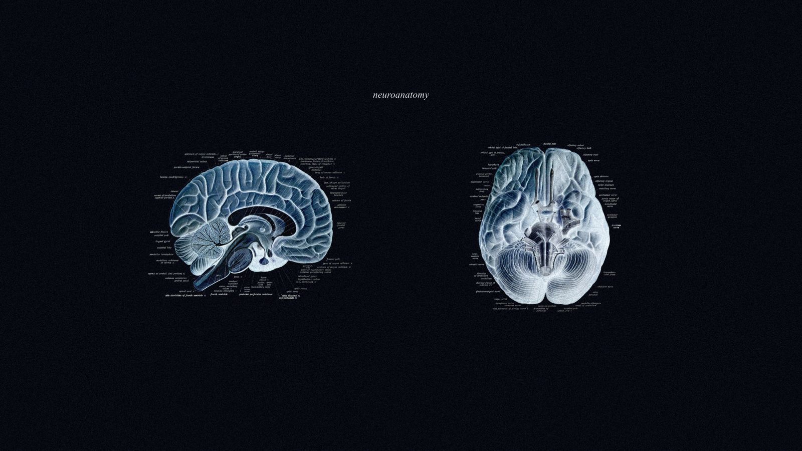 1600x900 neuroanatomy Wallpaper Club