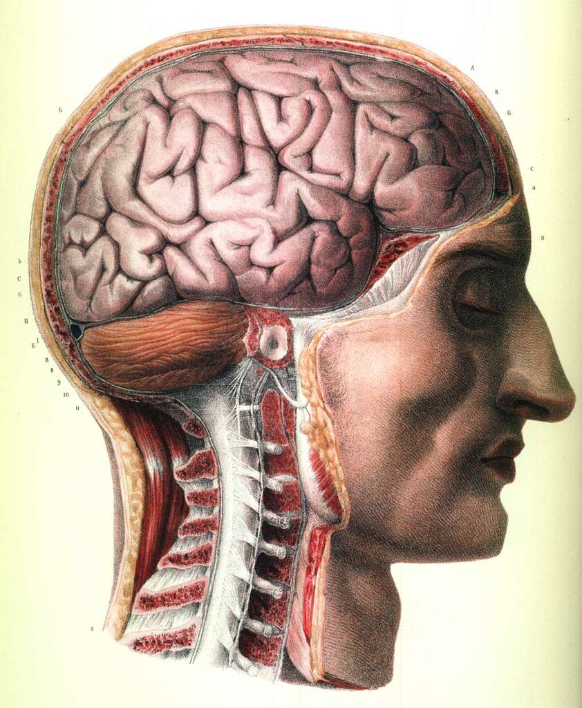 842x1024 Bourgery Neuroanatomie drawing of a man's head and brain Domain Media Search Engine Public Domain Search