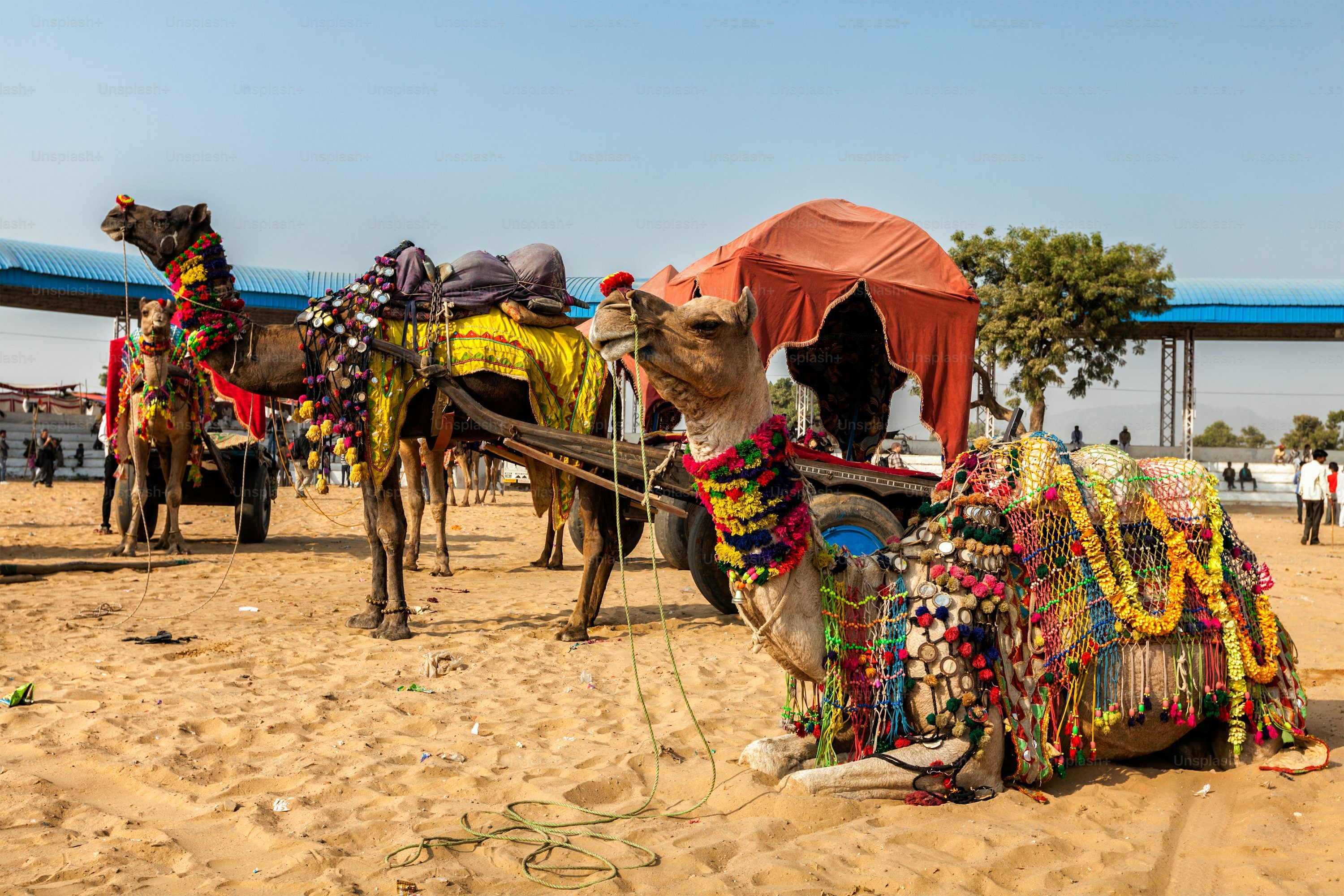 3000x2000 Pushkar Fair Picture. Download Free Image