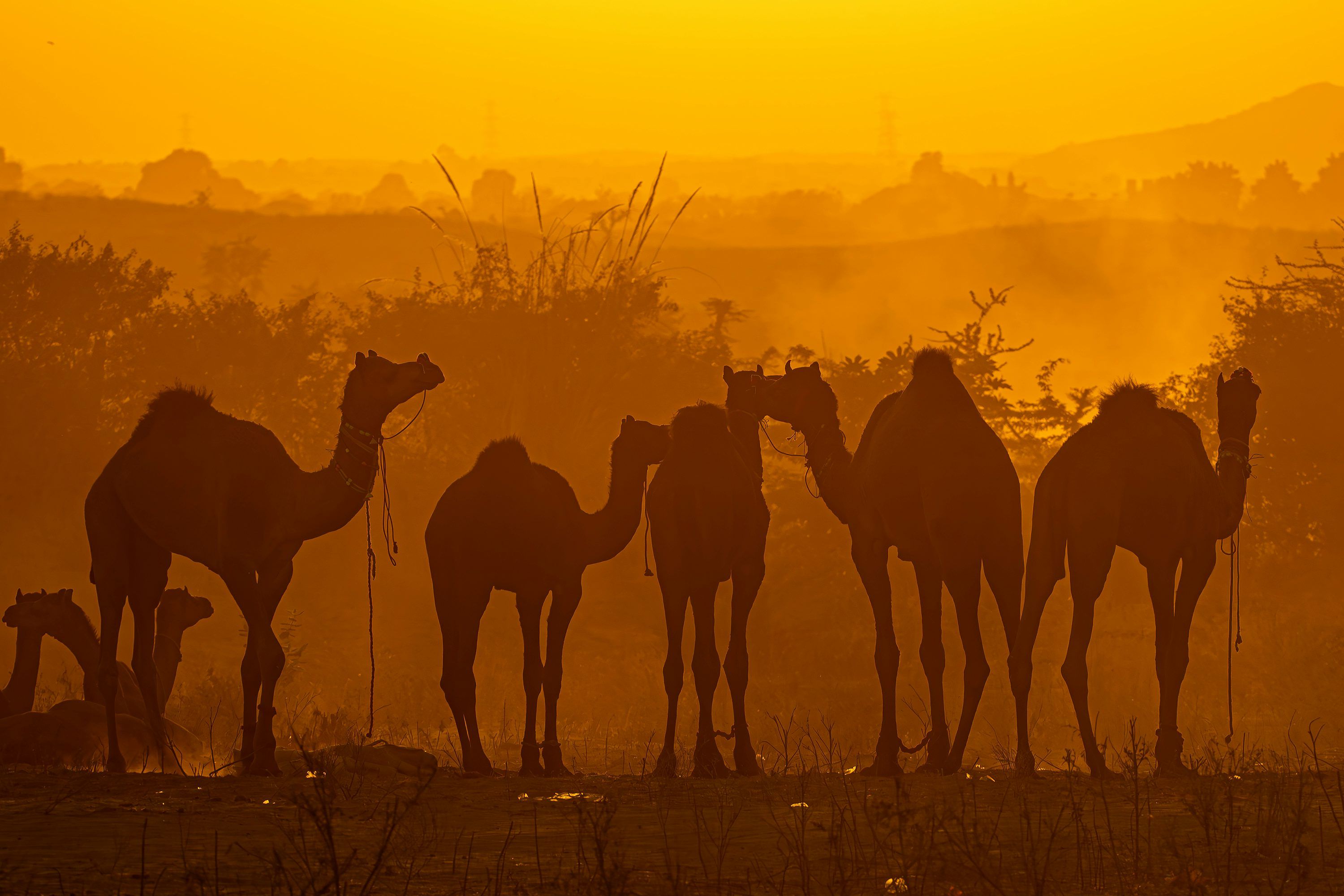 3000x2000 Pushkar Picture. Download Free Image