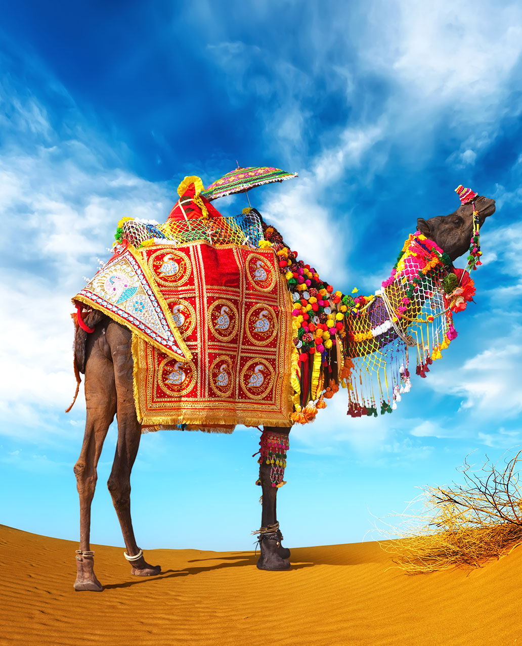 1032x1278 Flights to Pushkar Camel Fair, India