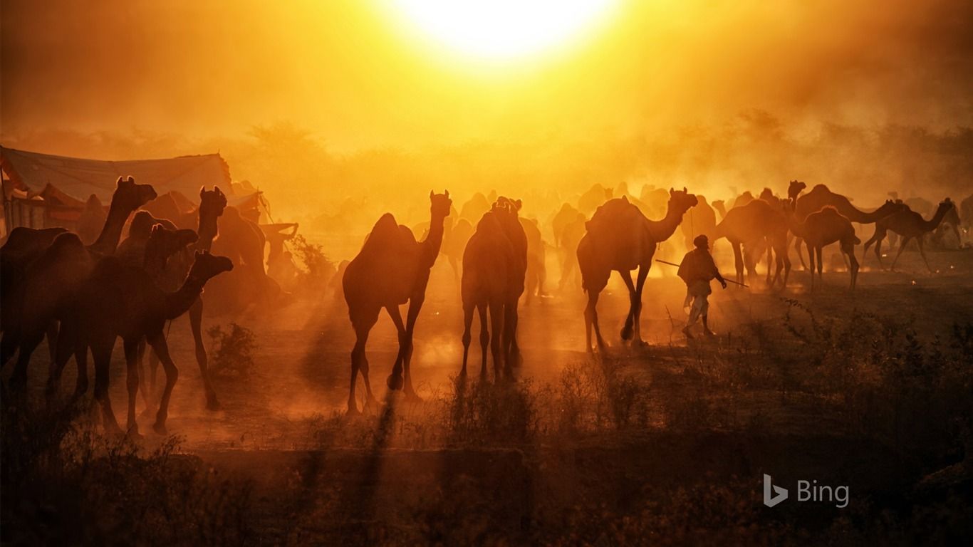 1366x768 Pushkar Mela Camels Sunrise 2018 Bing Wallpaper