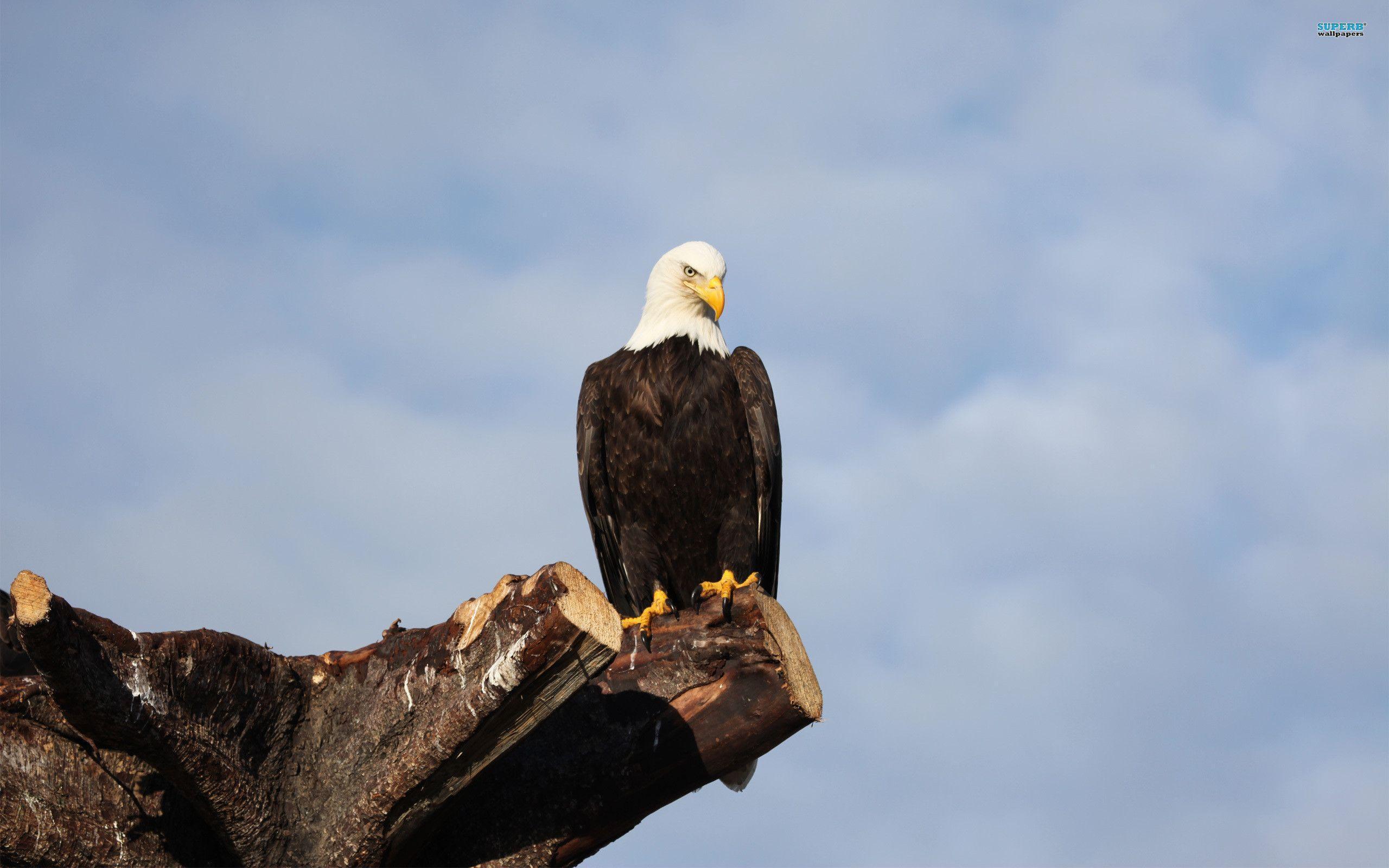 2560x1600 American Bald Eagle Wallpaper