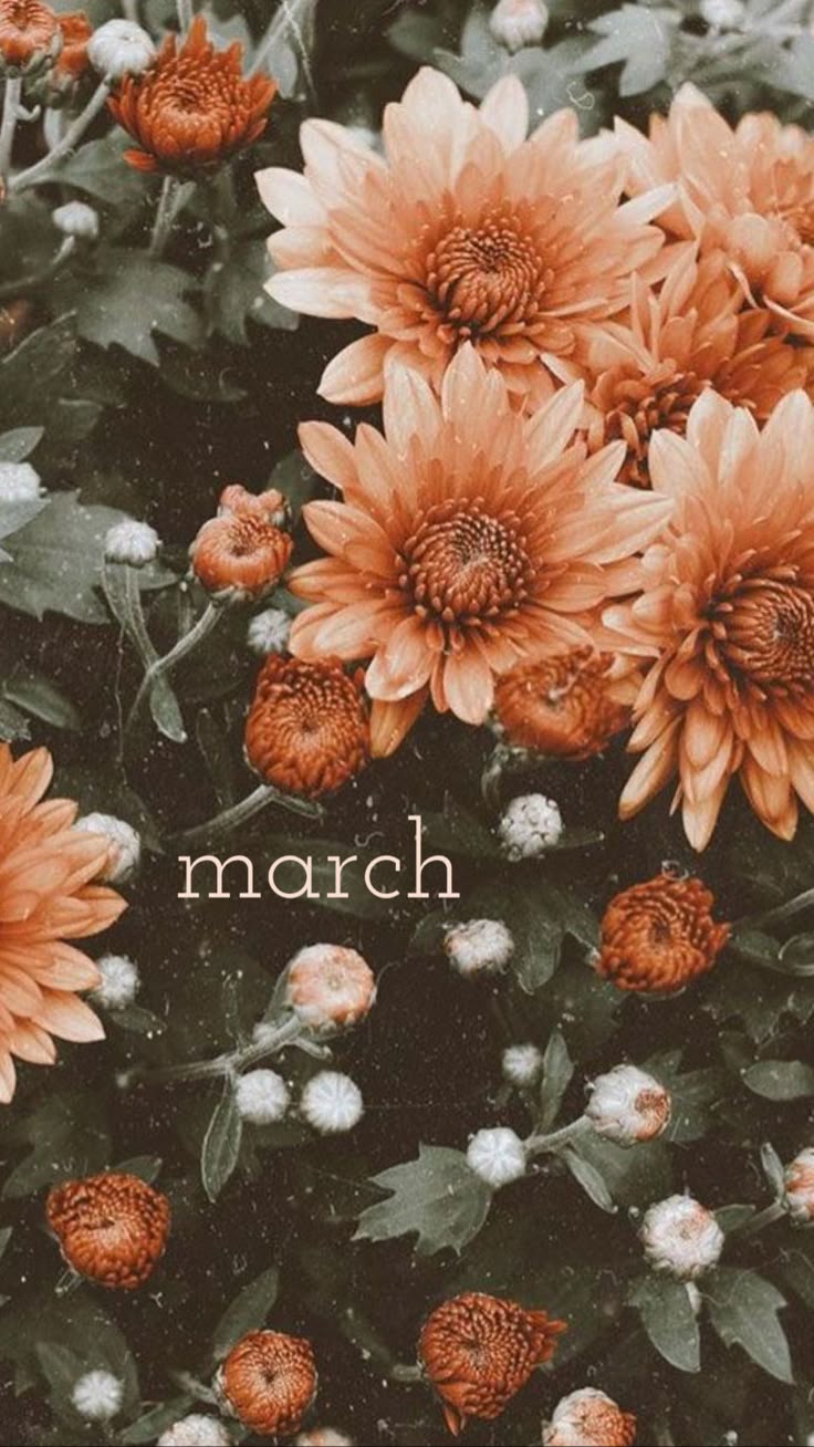 736x1308 march wallpaper