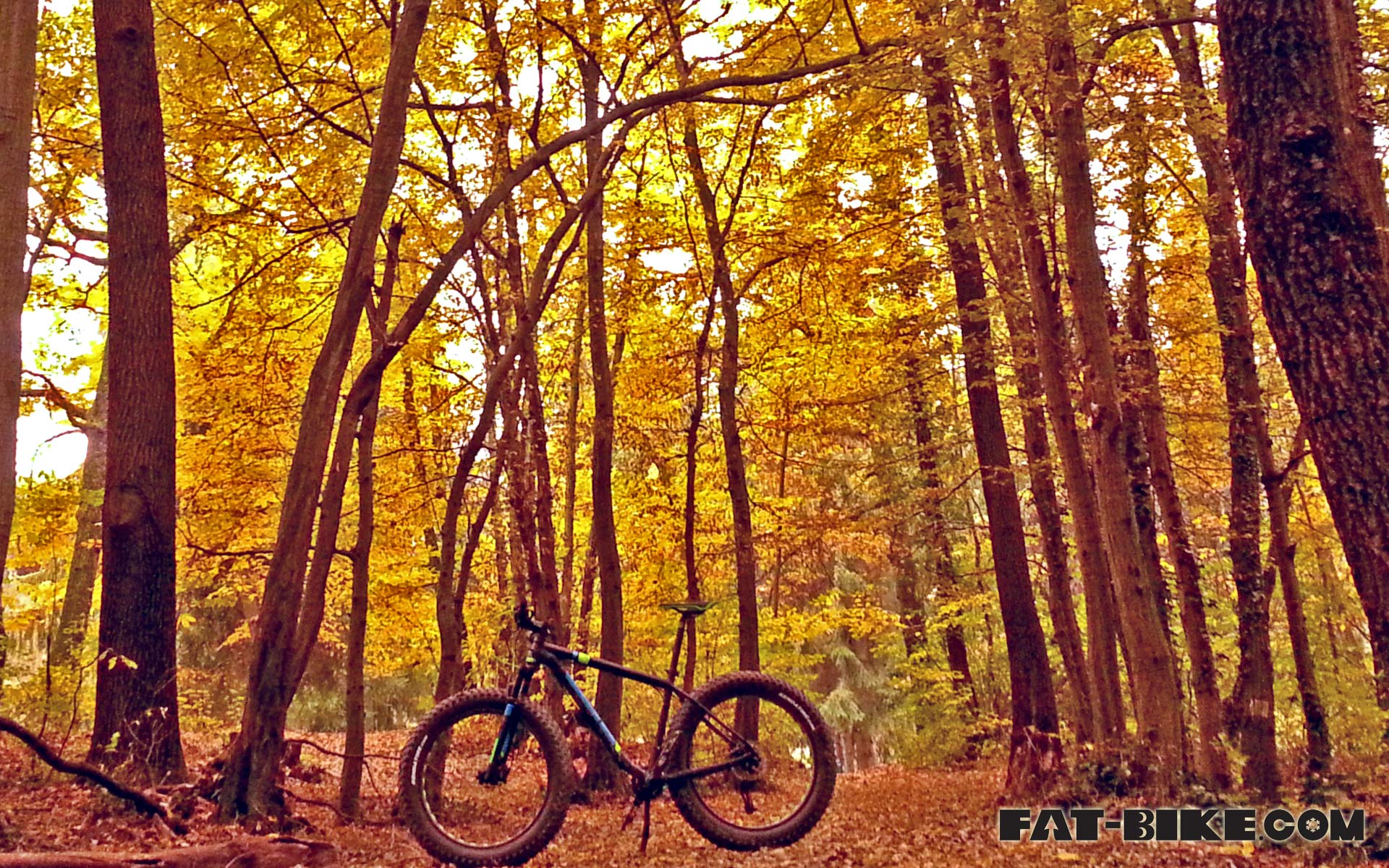 1920x1200 Wallpaper Wednesday BigEd and Fallen Leaves