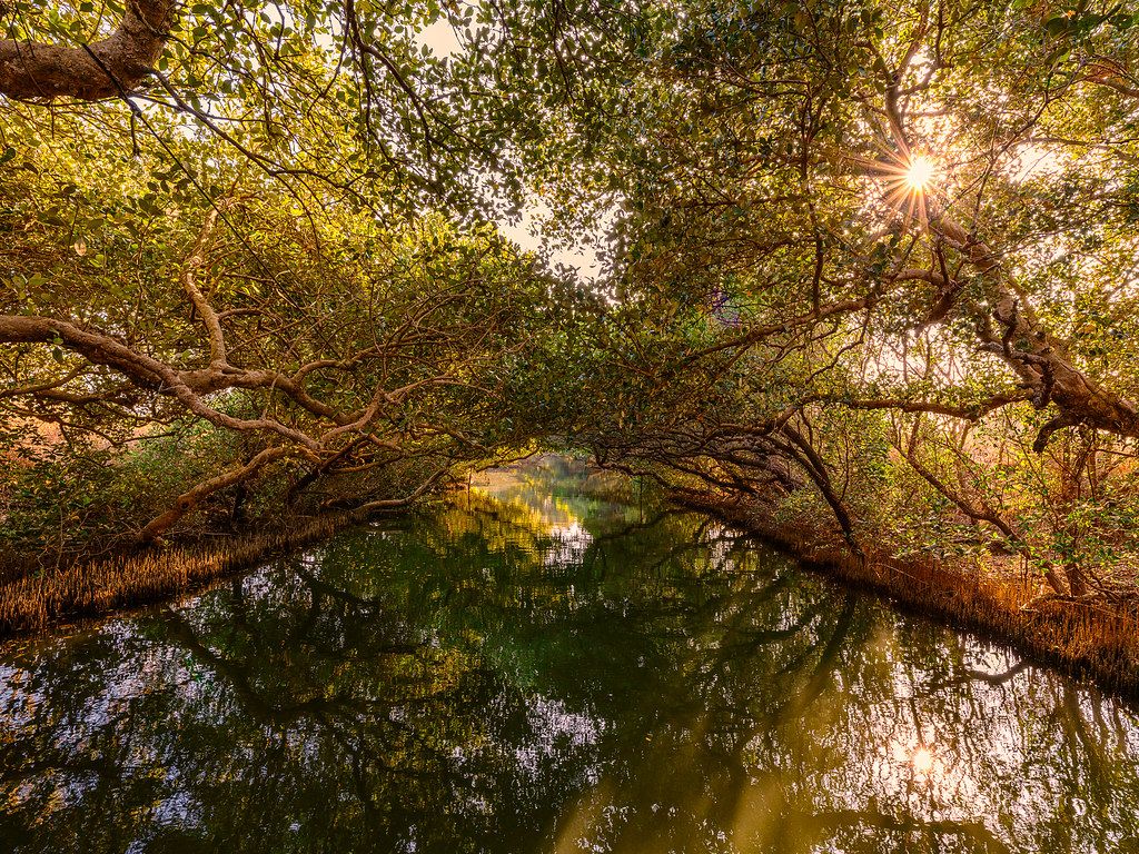 1024x768 Trees and Things around Tainan, Taiwan. The Photography Forum