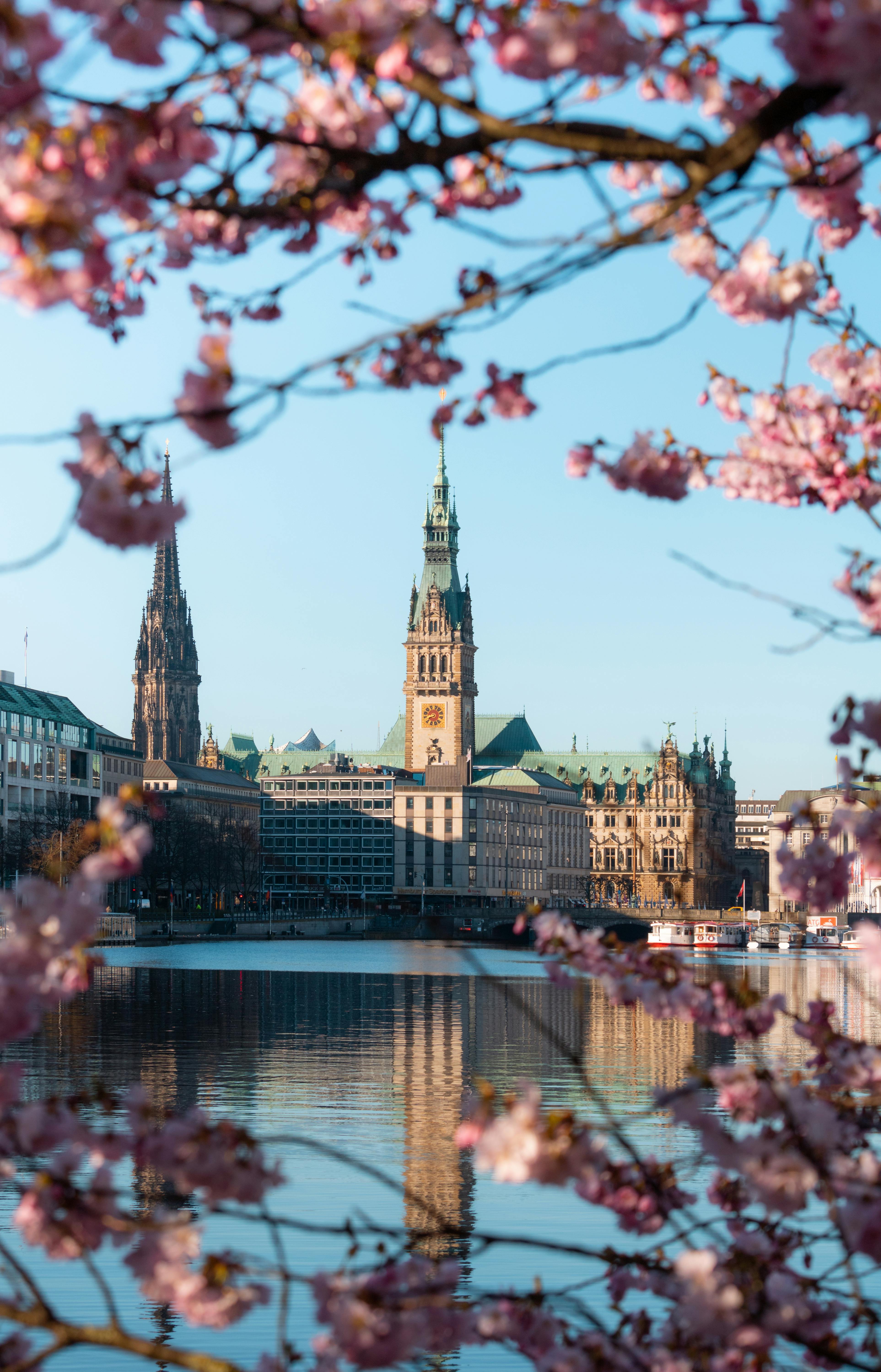 3851x6000 Cherry blossoms in the spring in the city of hamburg · Free