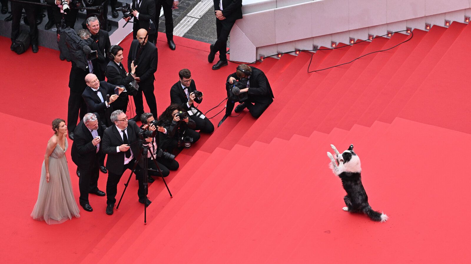1600x900 At Cannes, the Dogs Were Good Again This Year