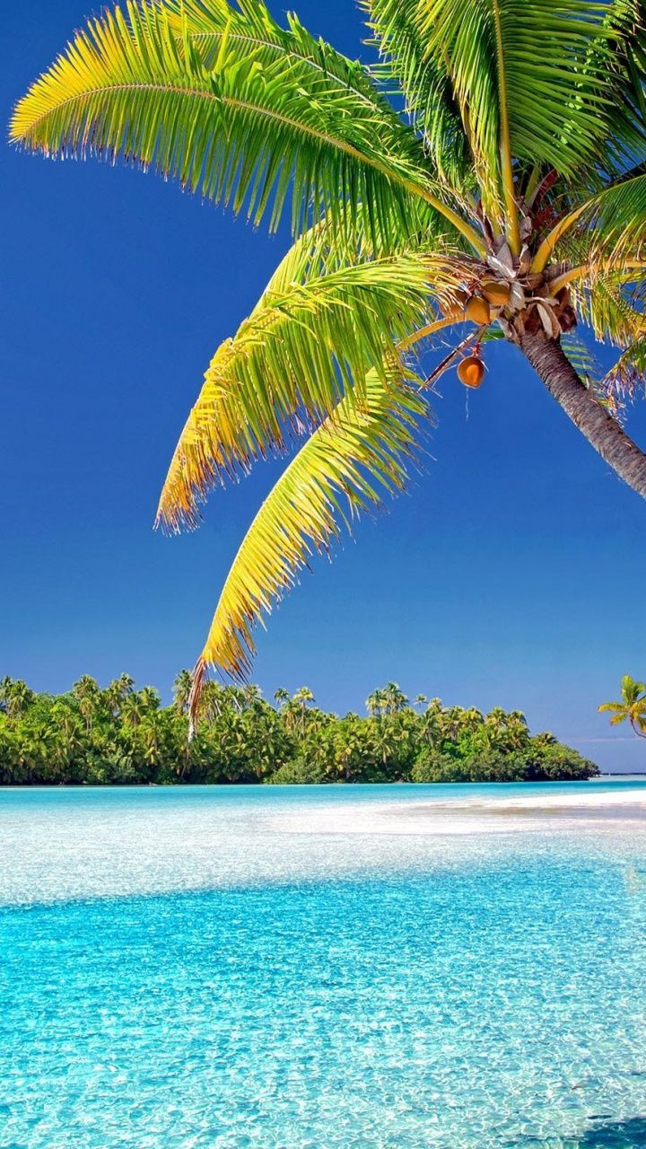 720x1280 Cook islands, beach, sunny day, palm trees, 720x1280 wallpaper