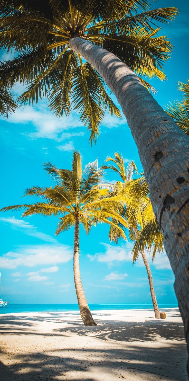 736x1481 Sunny beach