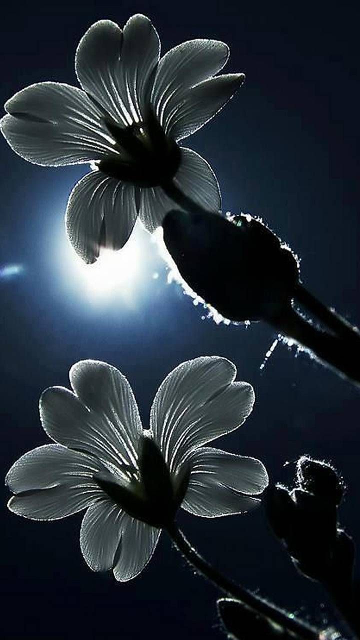 720x1280 Moon flowers wallpaper