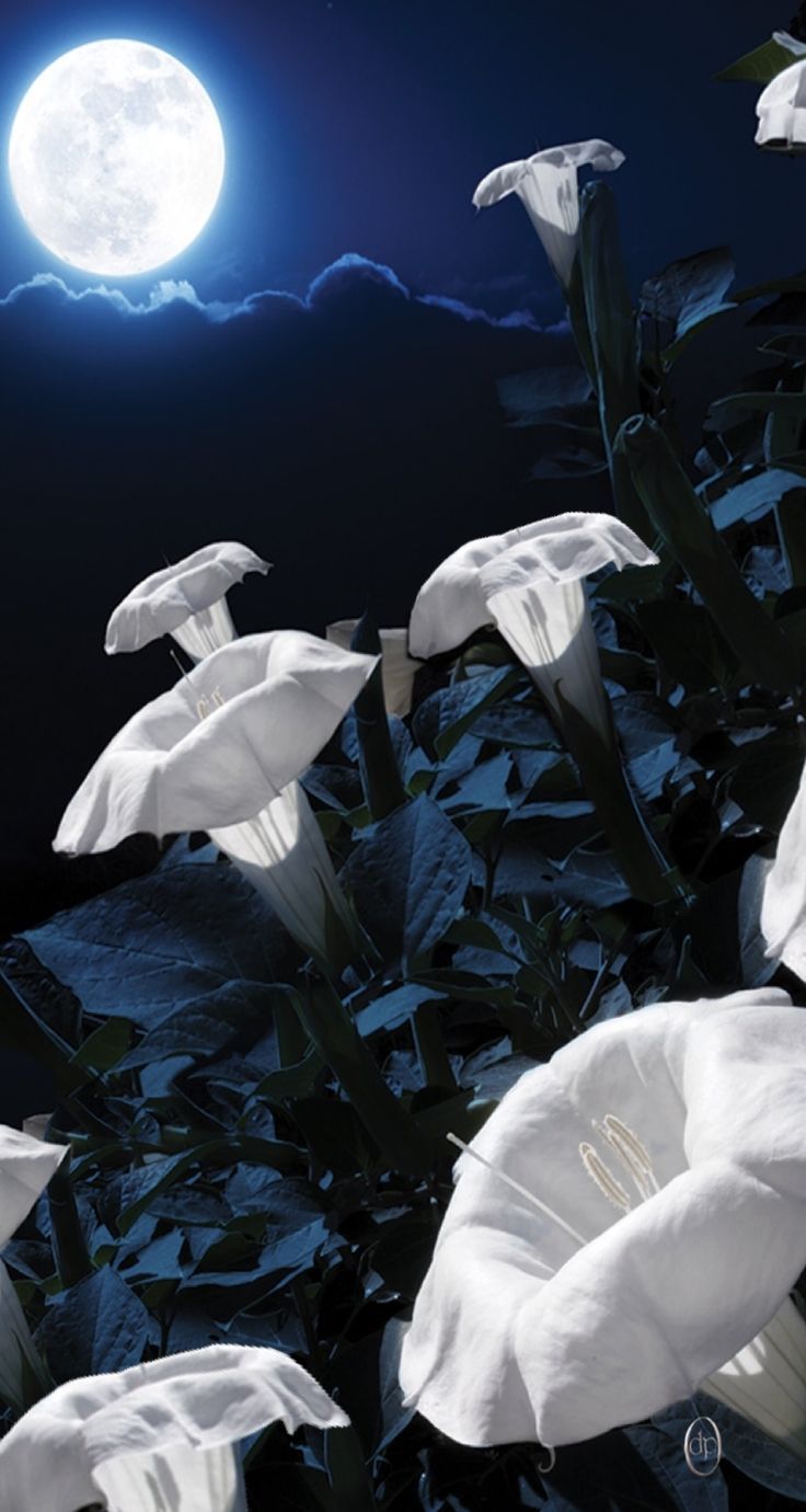 736x1380 Moonflowers