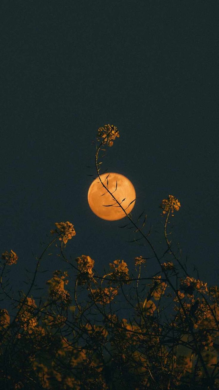 736x1308 Moon flowers iPhone Wallpaper